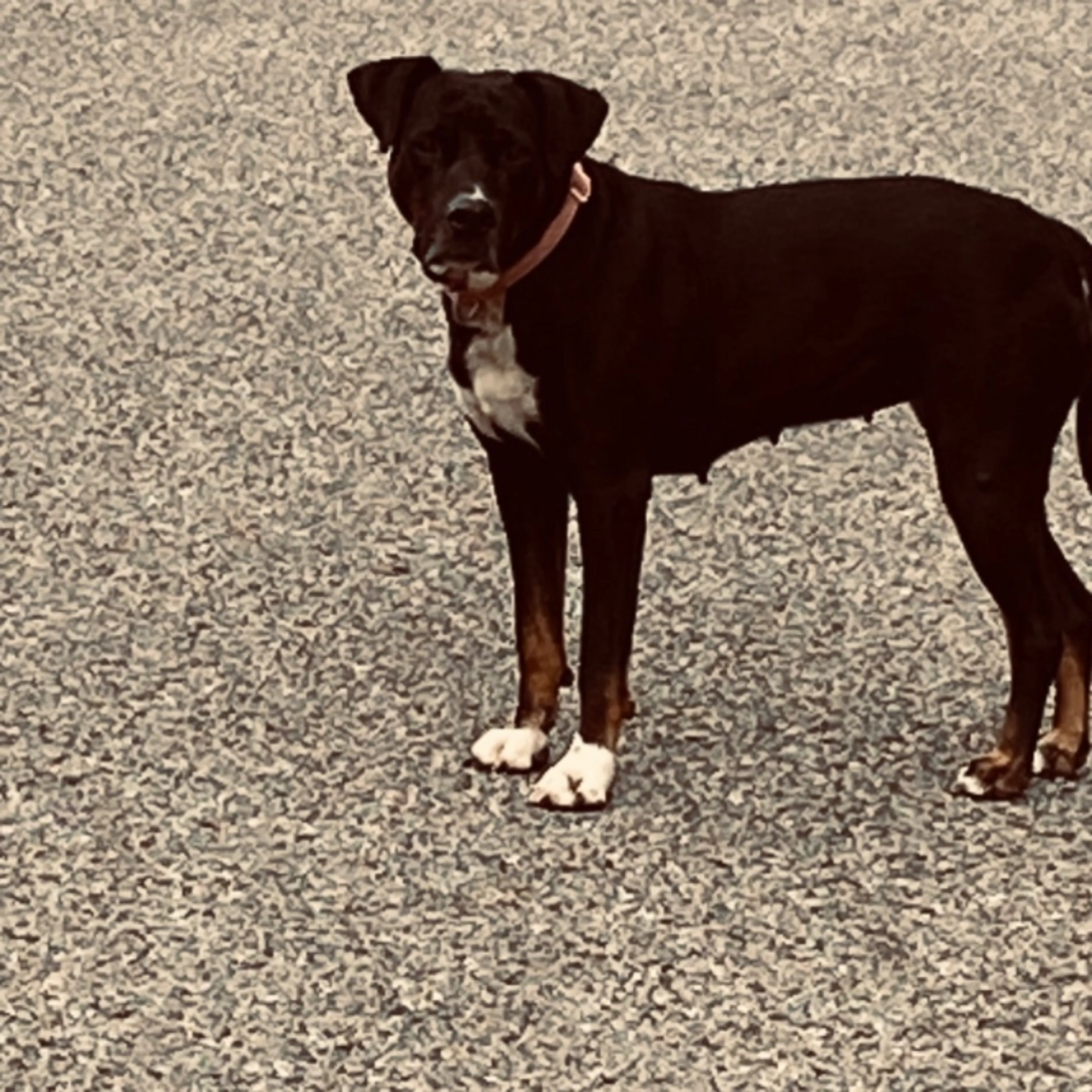 Found pet