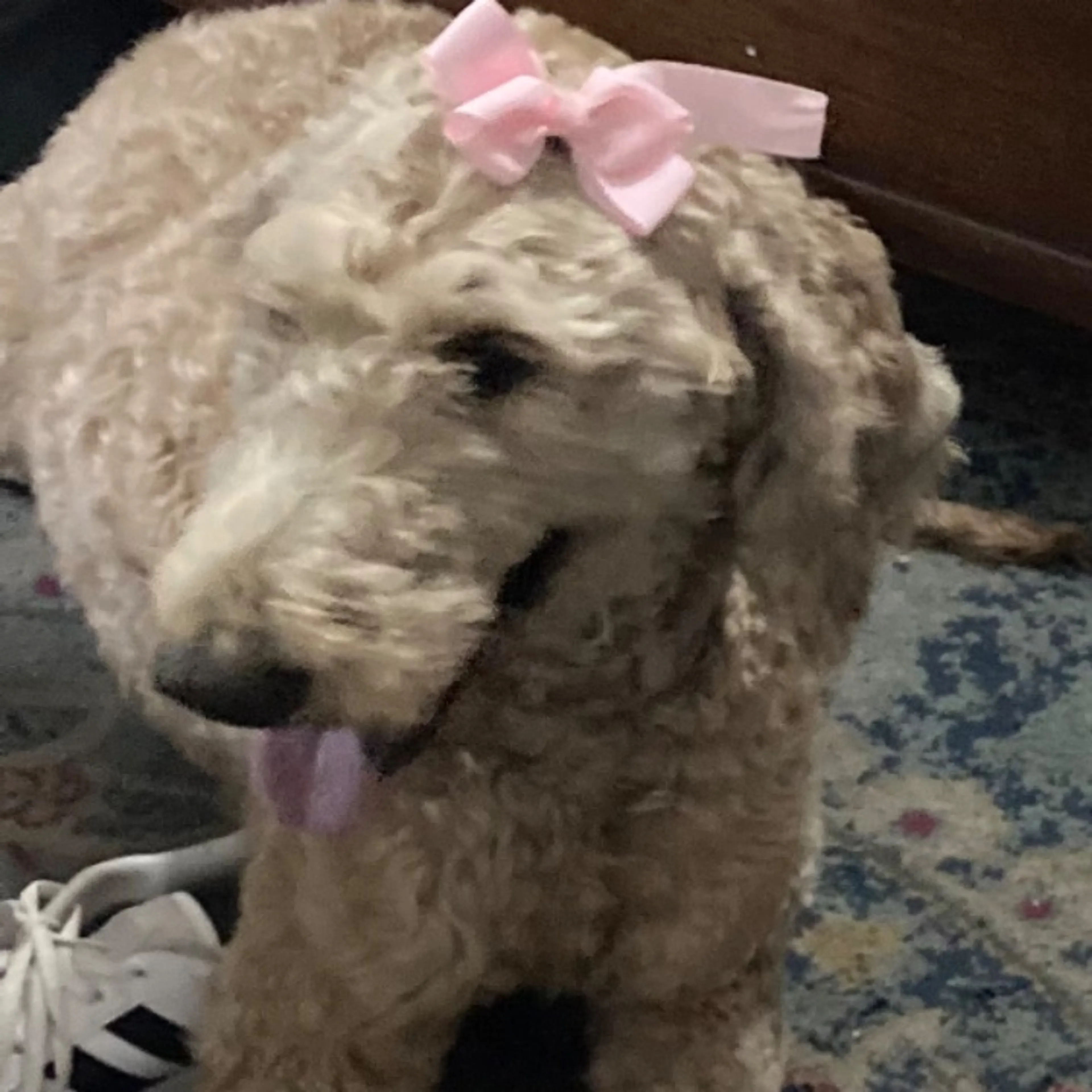 Lost pet