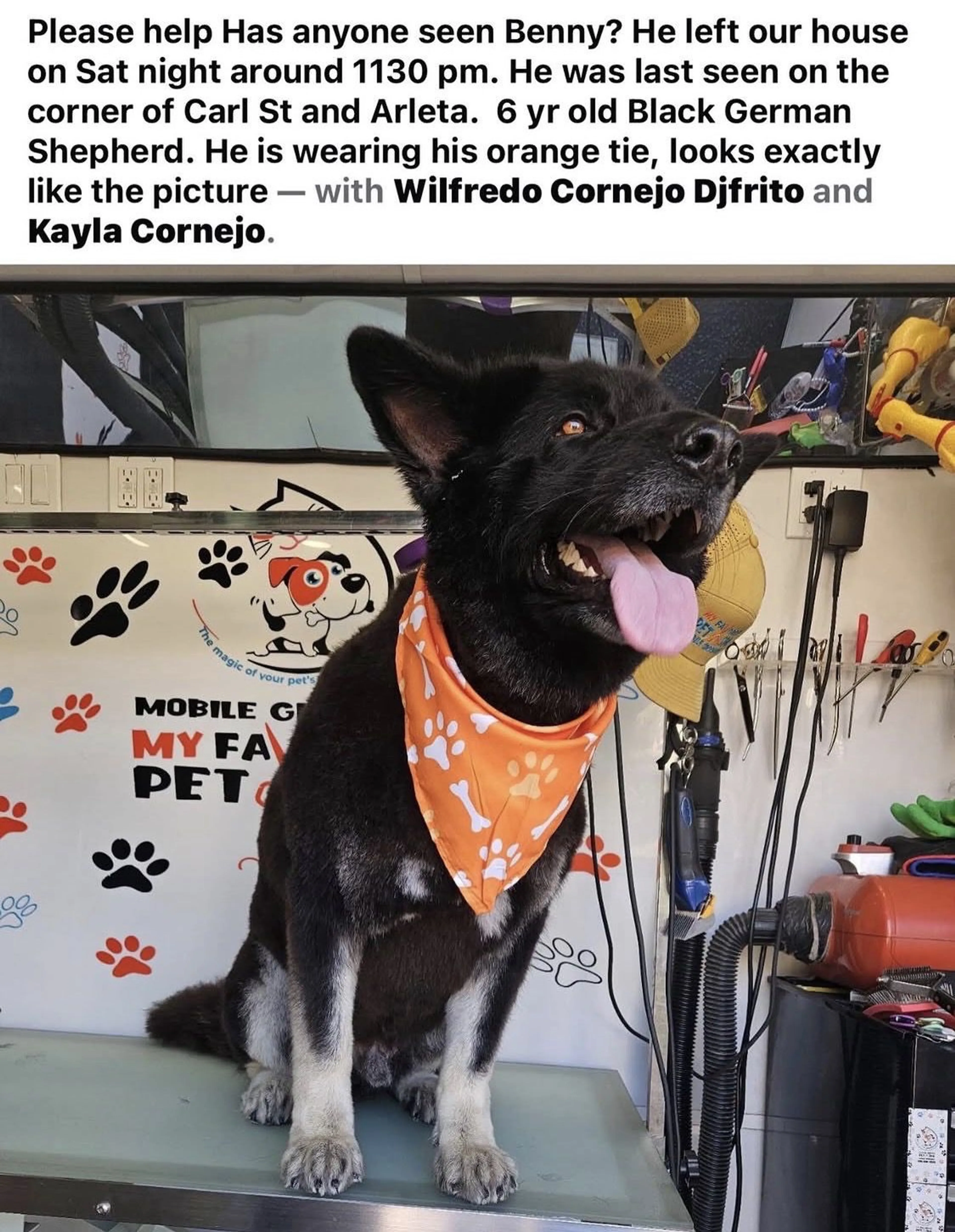 Lost pet