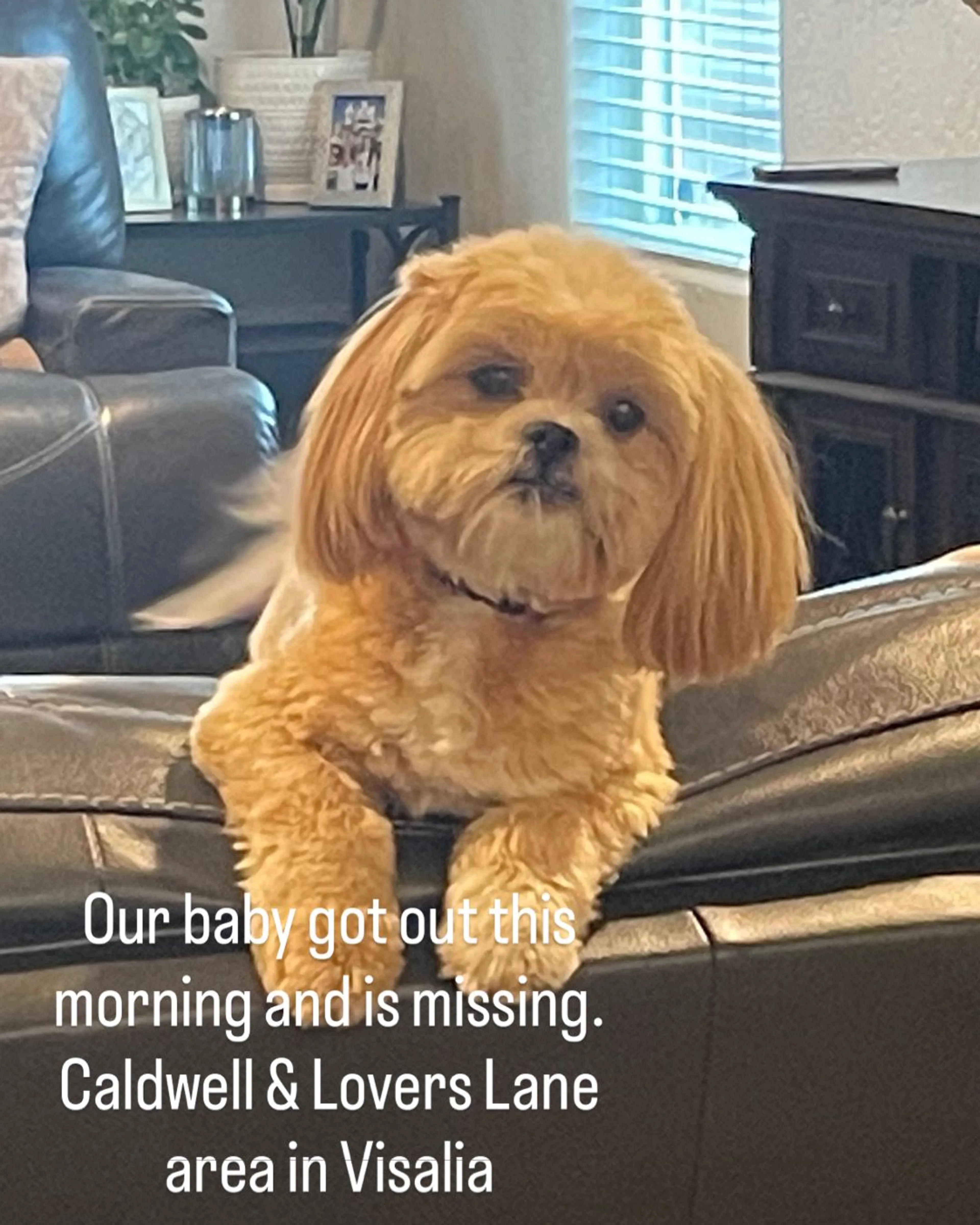 Lost pet