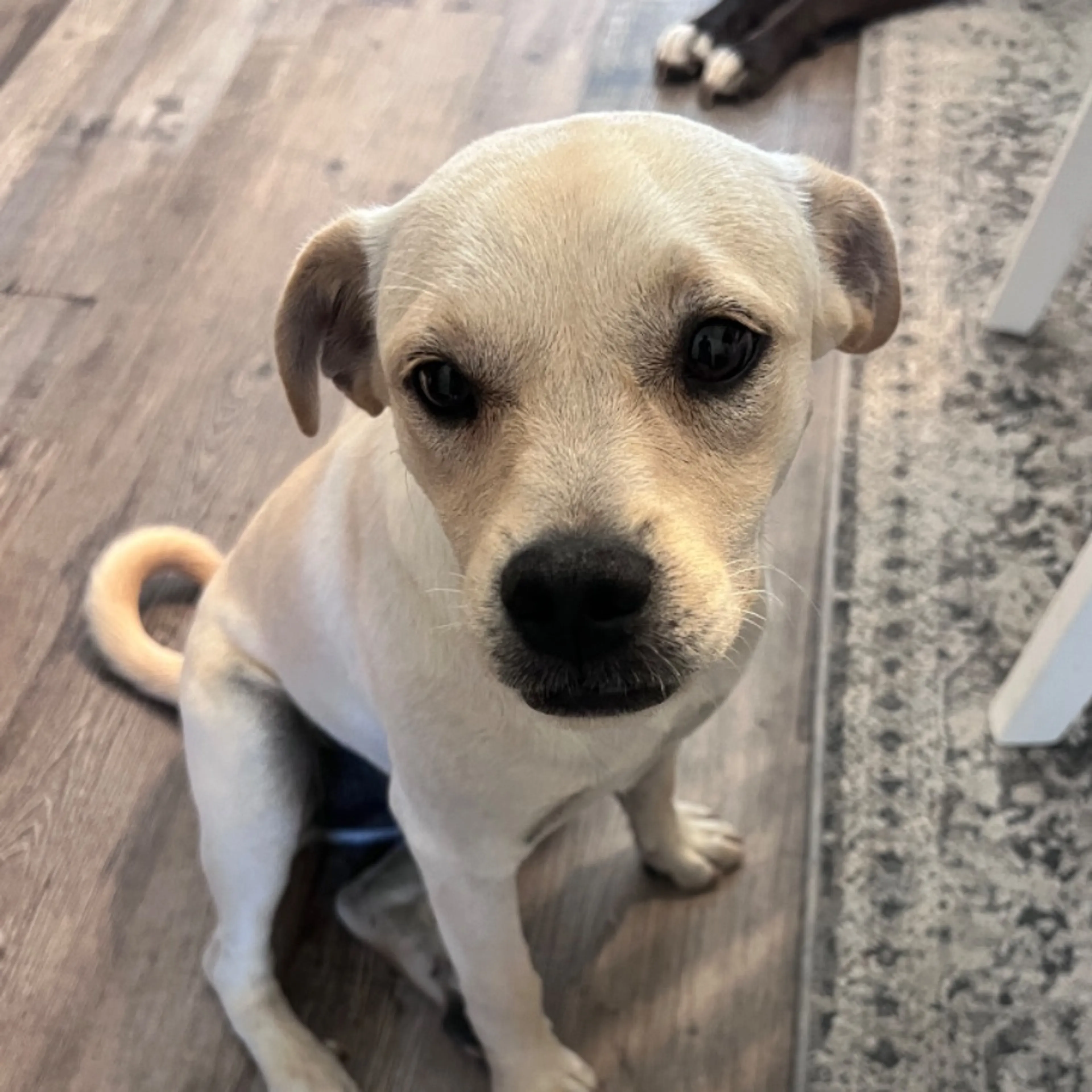 Found pet
