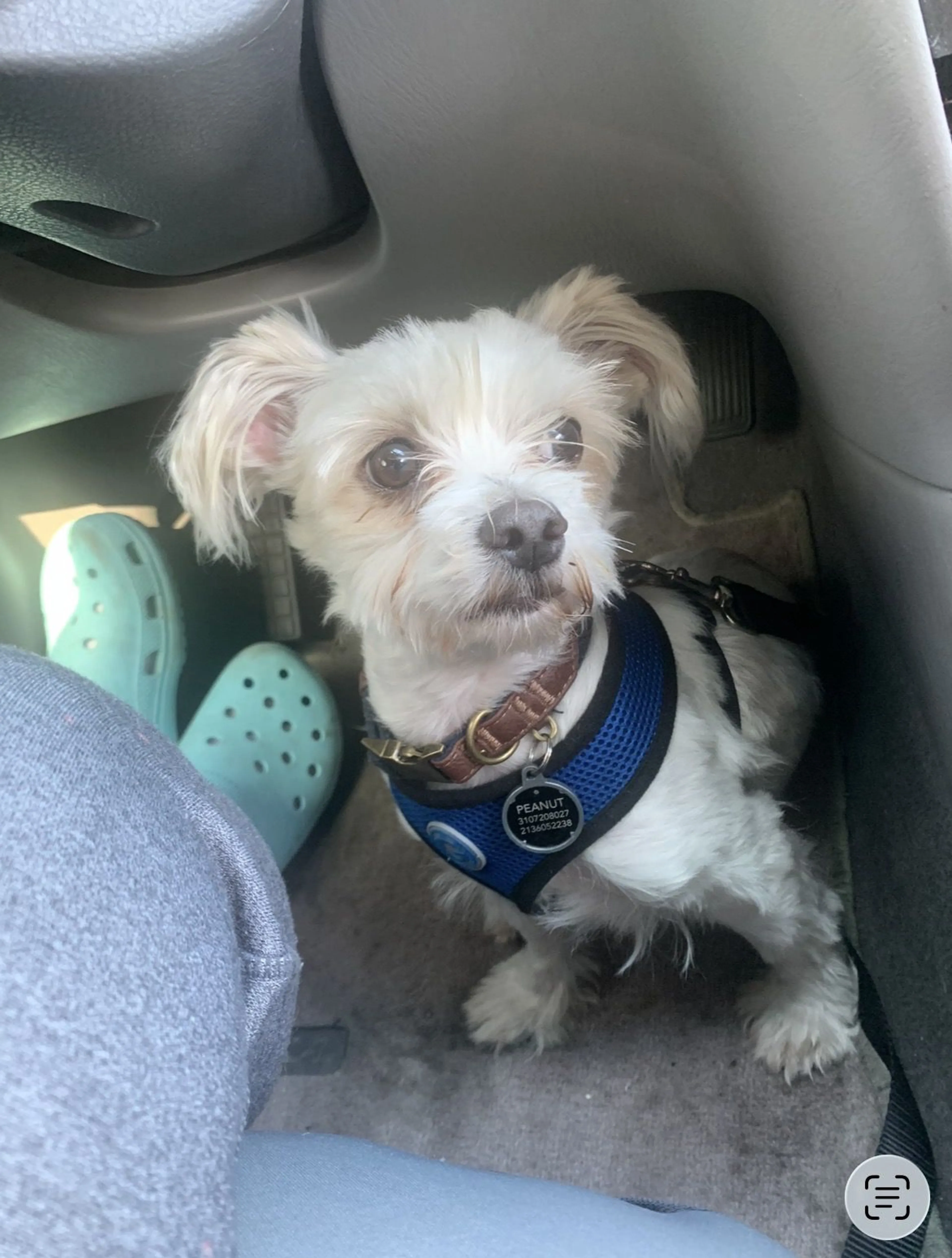 Lost pet-1
