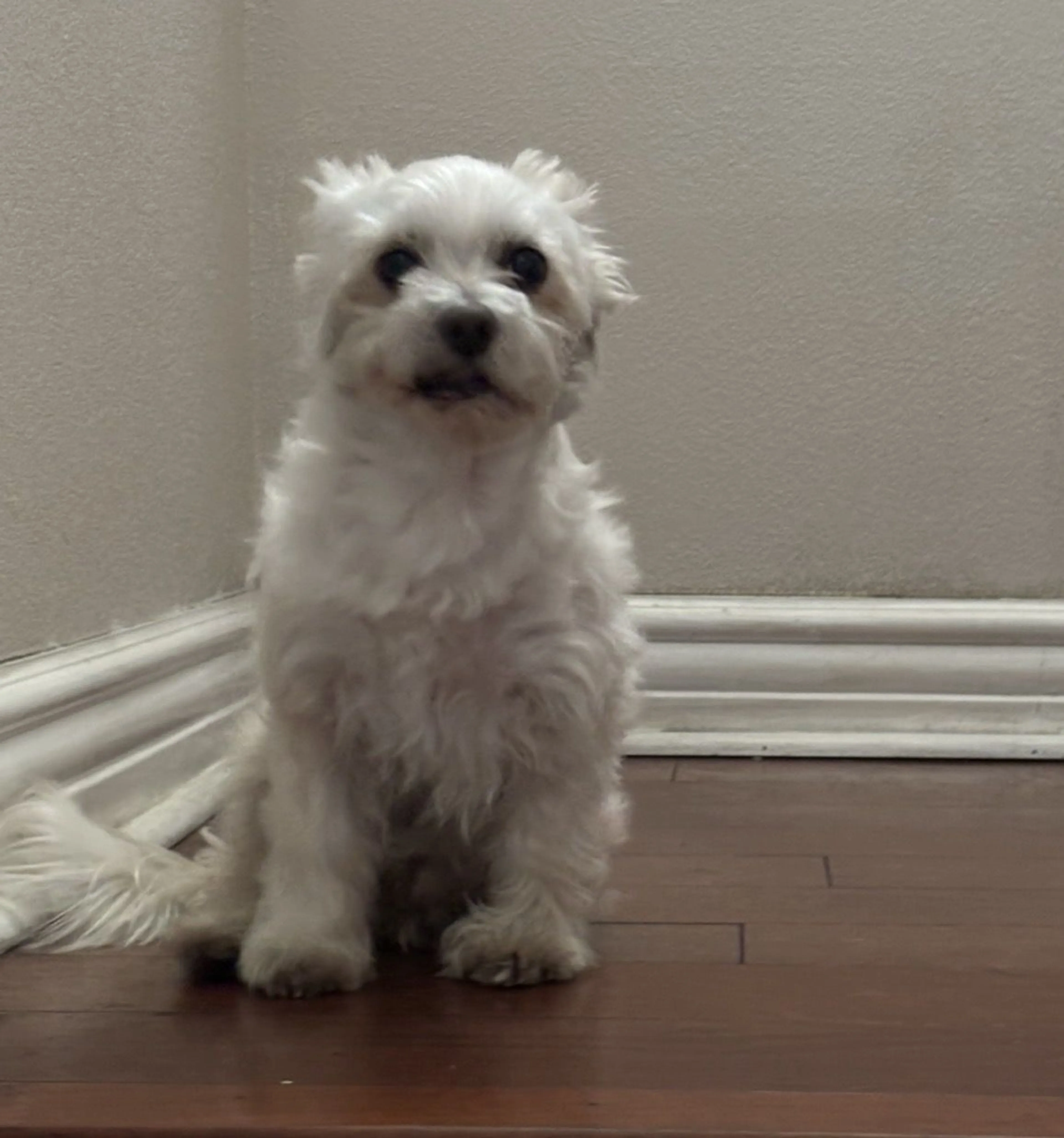 Lost pet-2