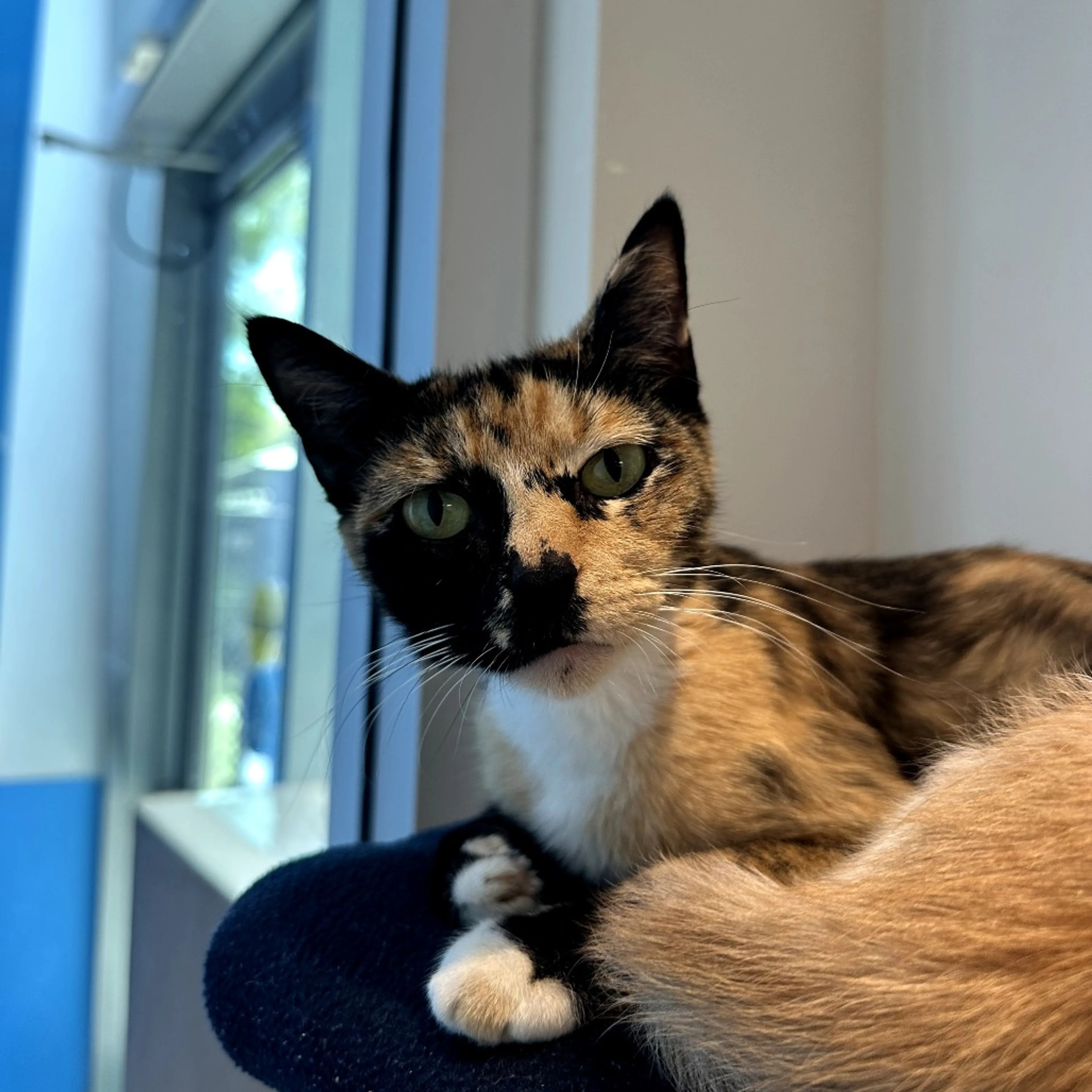 Found pet