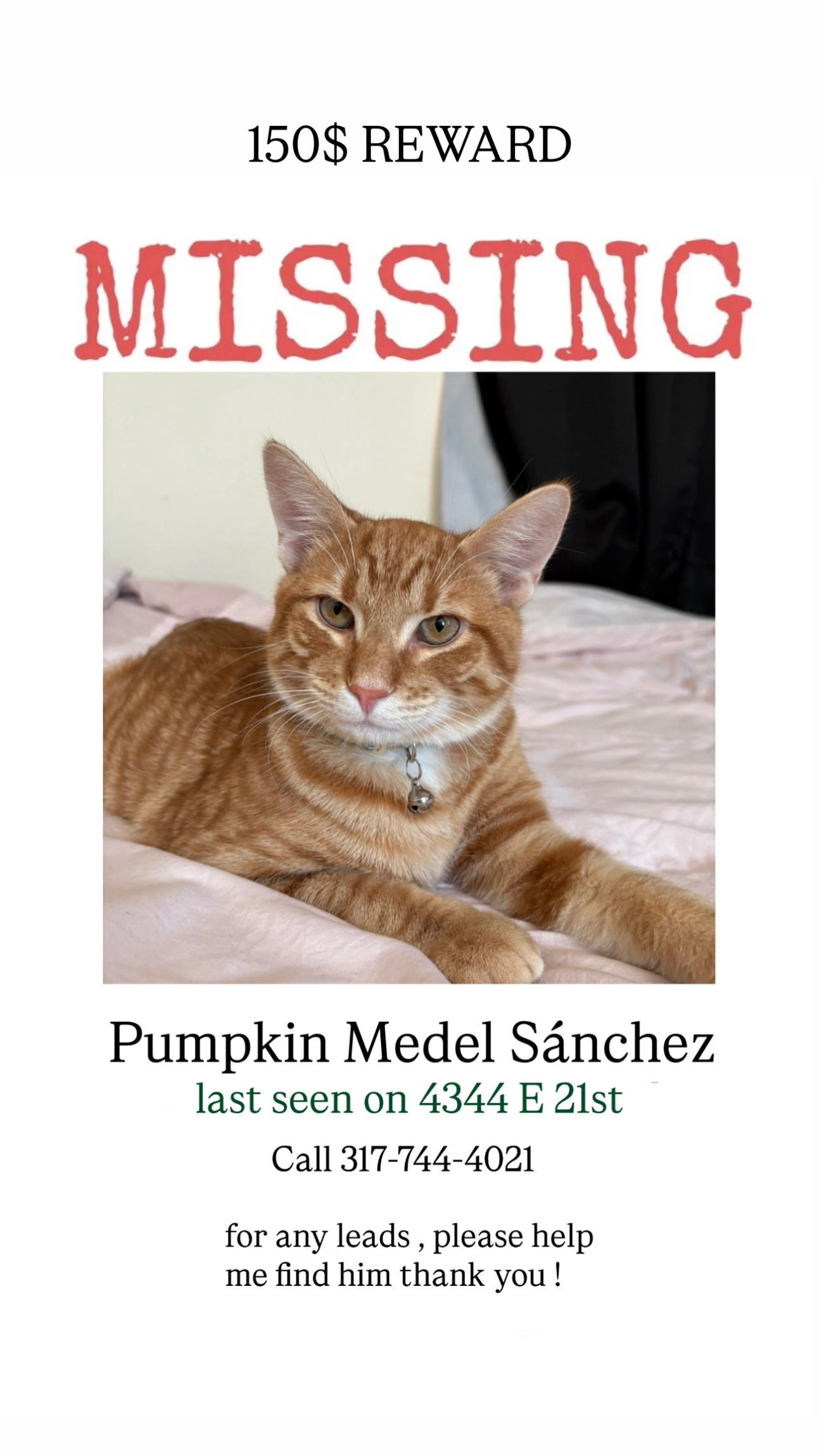 Lost pet