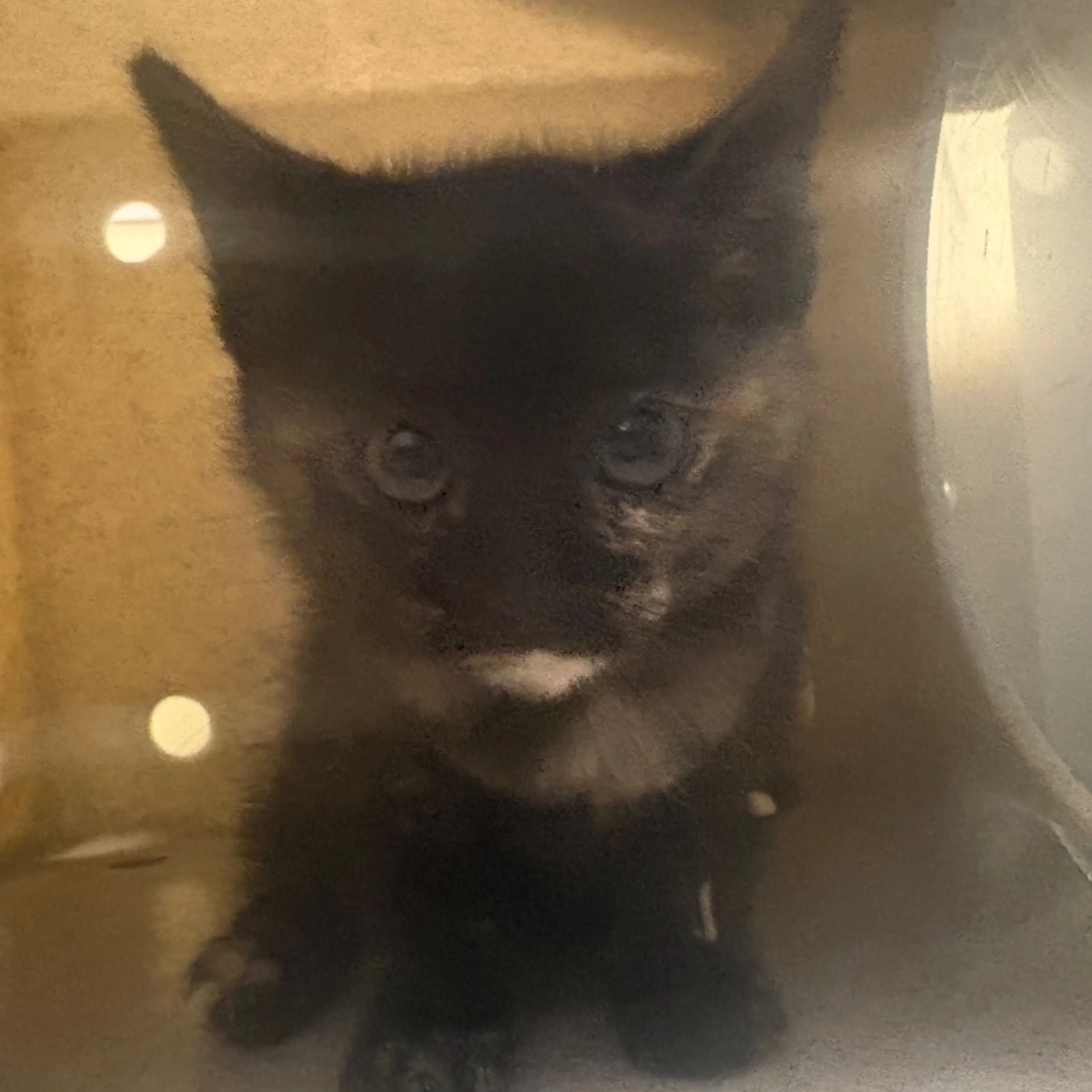 Found pet