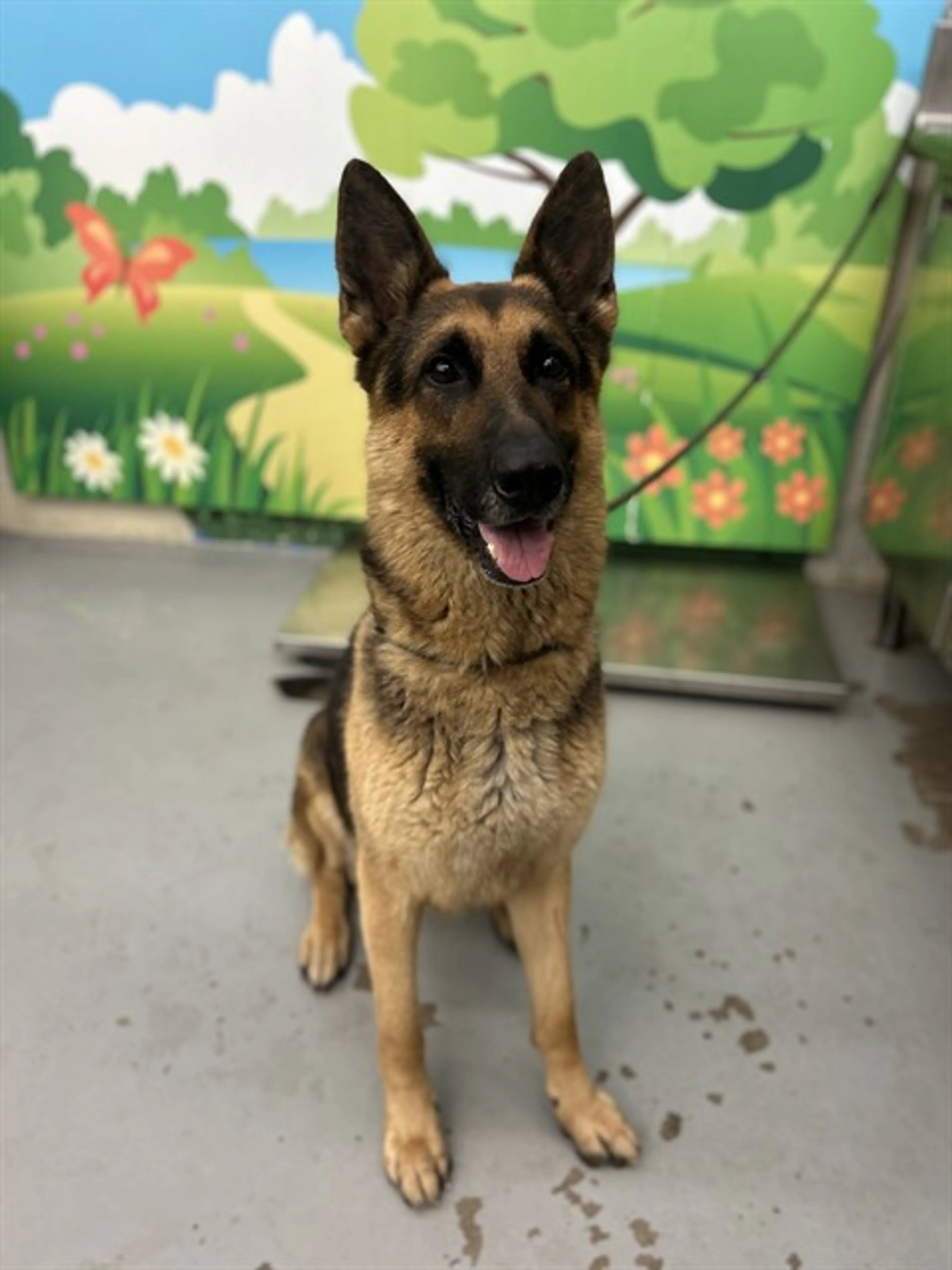 Found pet