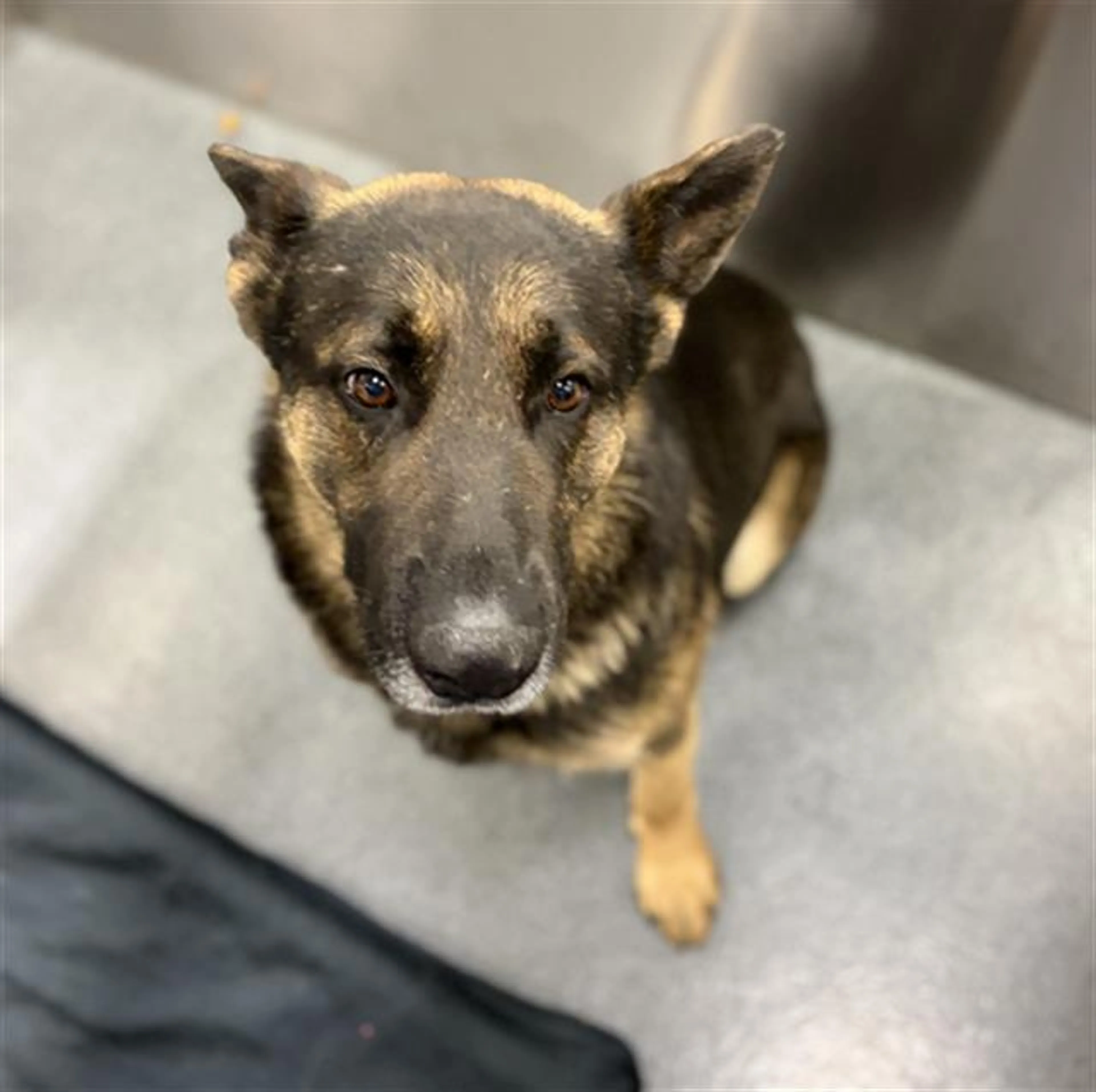 Found pet