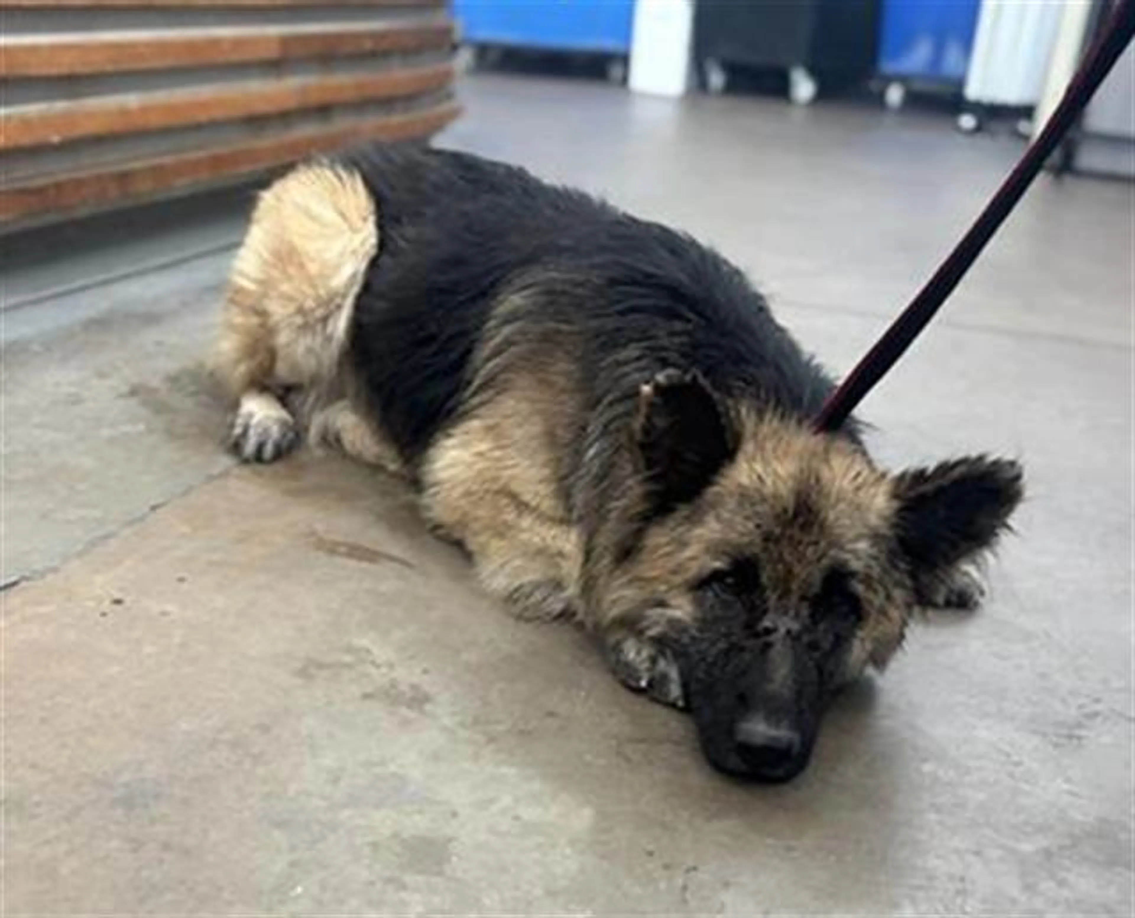 Found pet