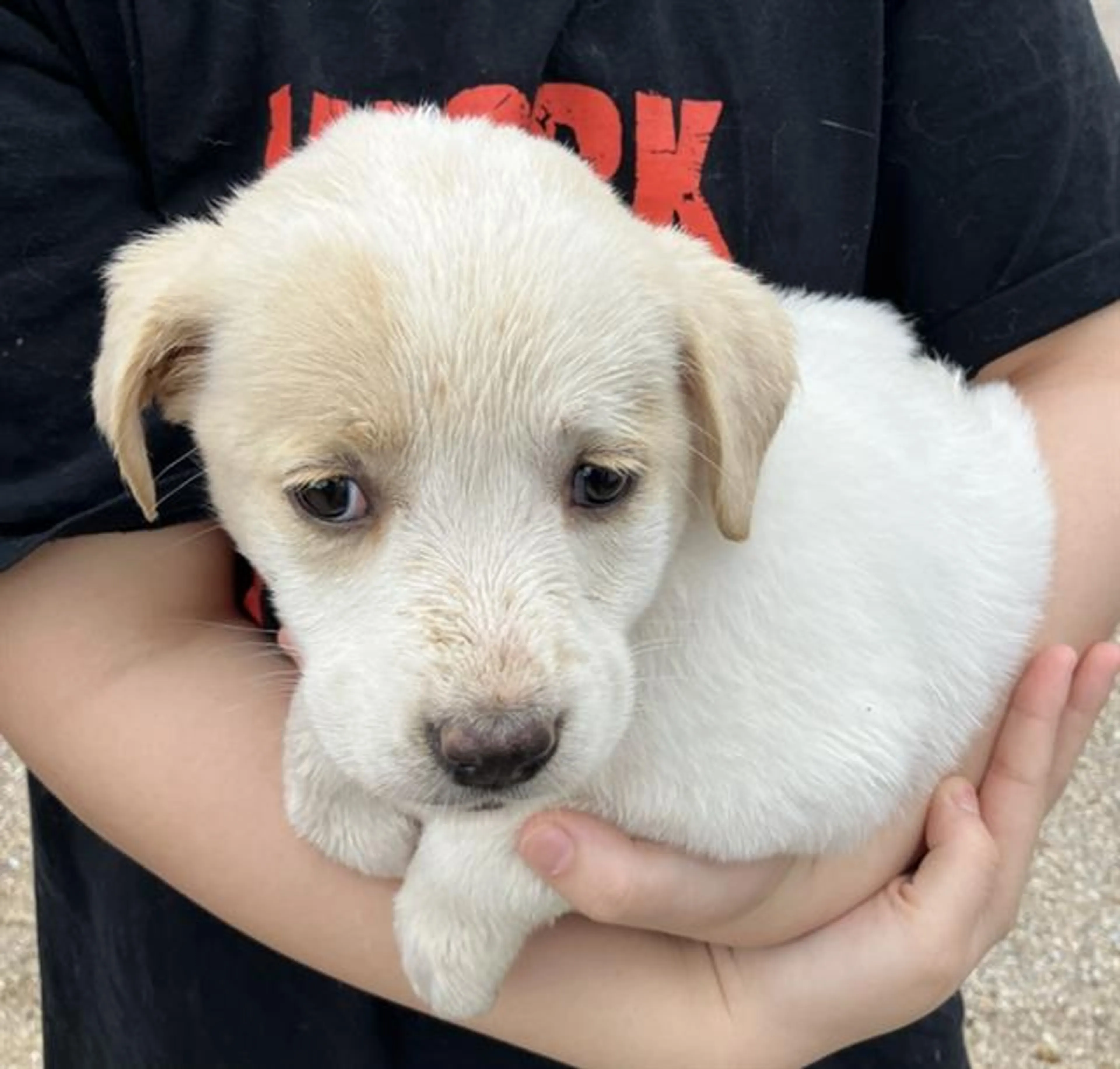 Found pet