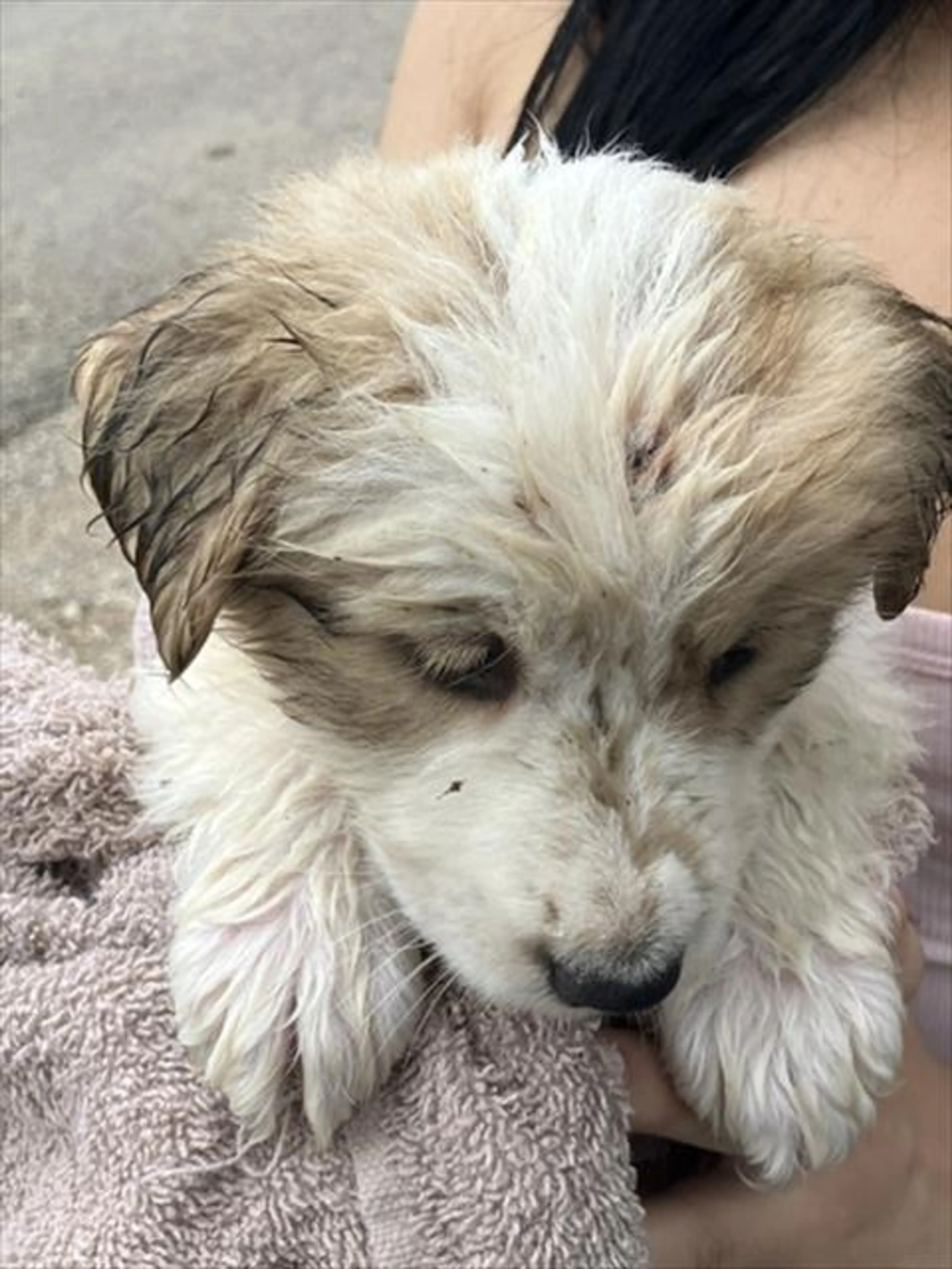 Found pet