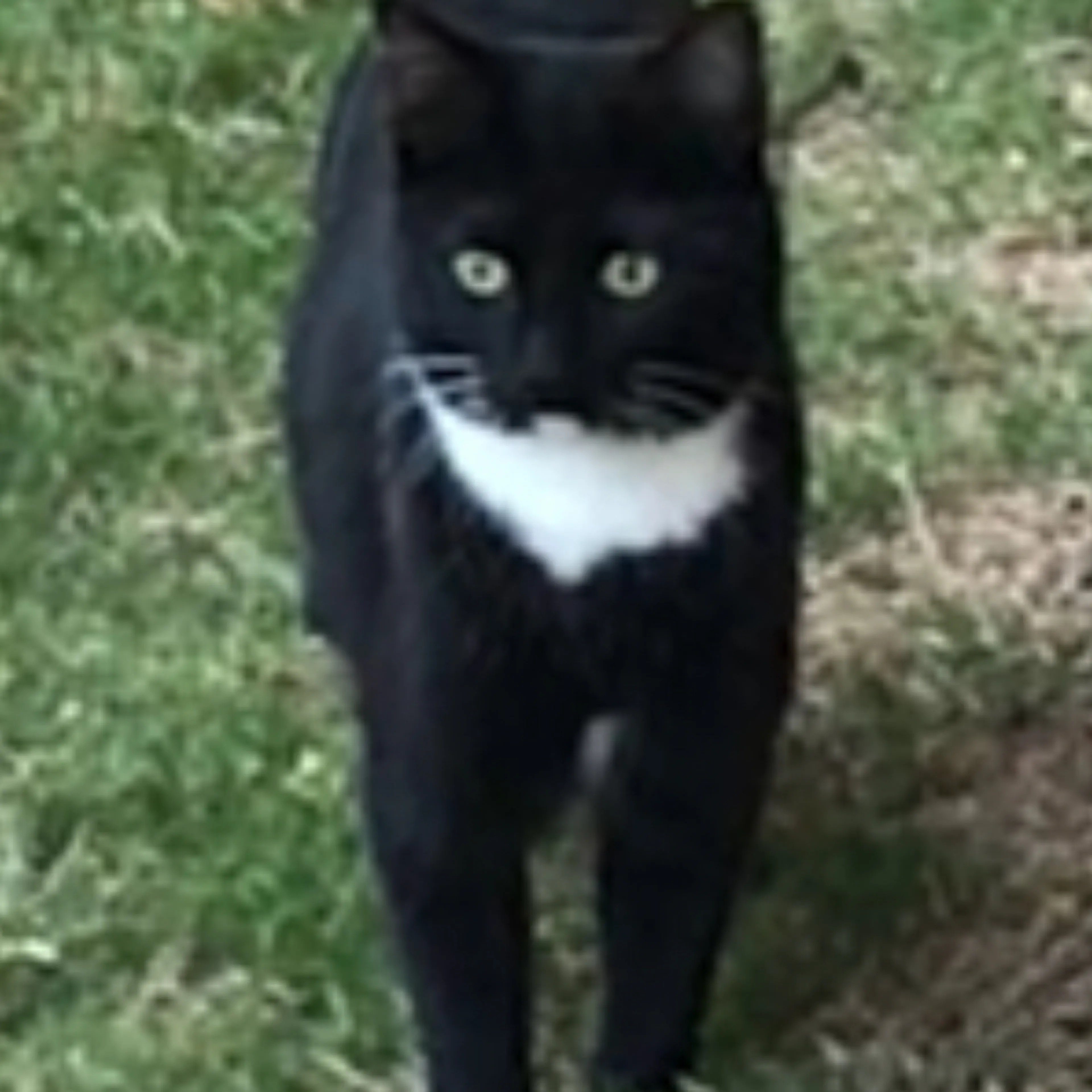 Lost pet-1