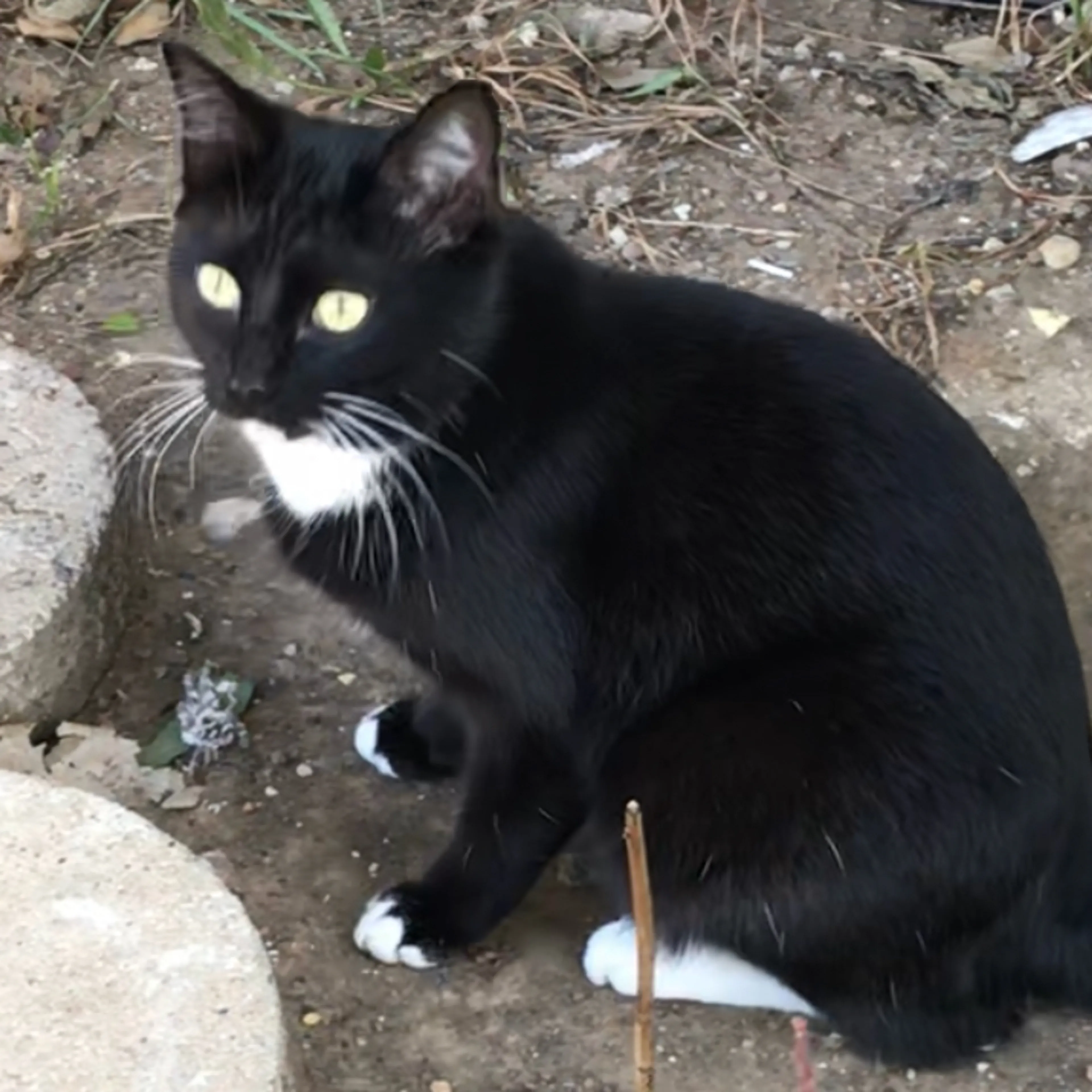 Lost pet-0