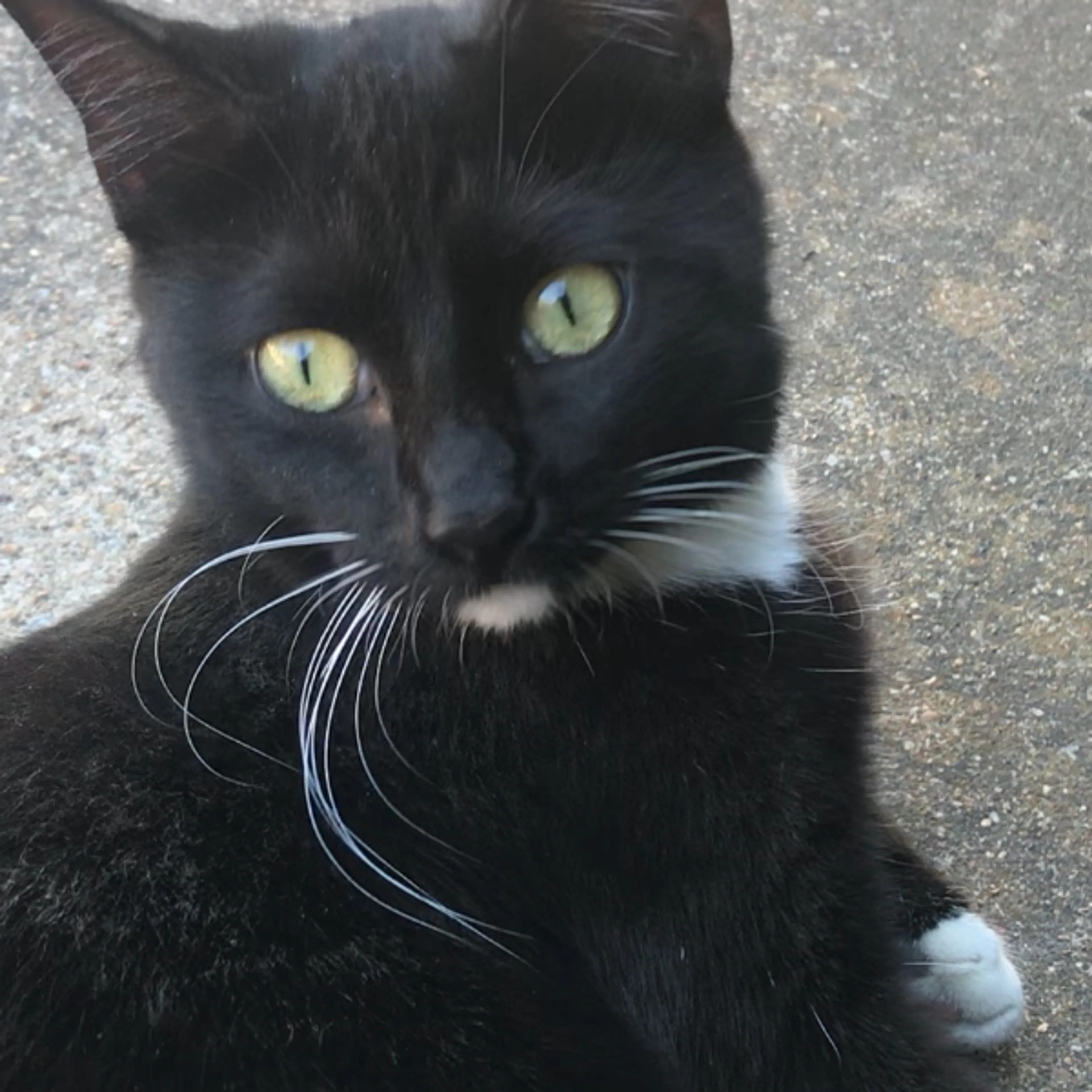 Lost pet-2