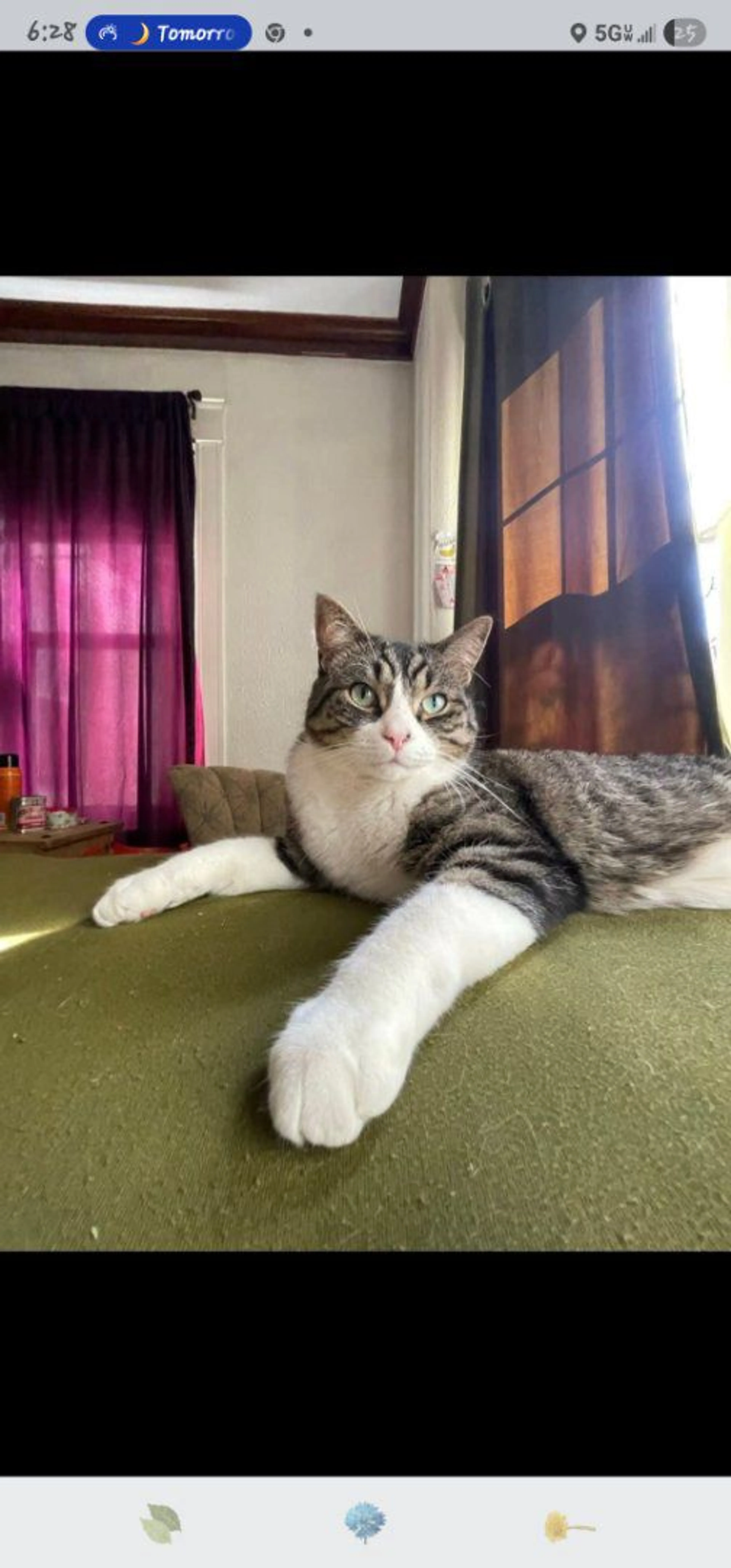 Lost pet-3