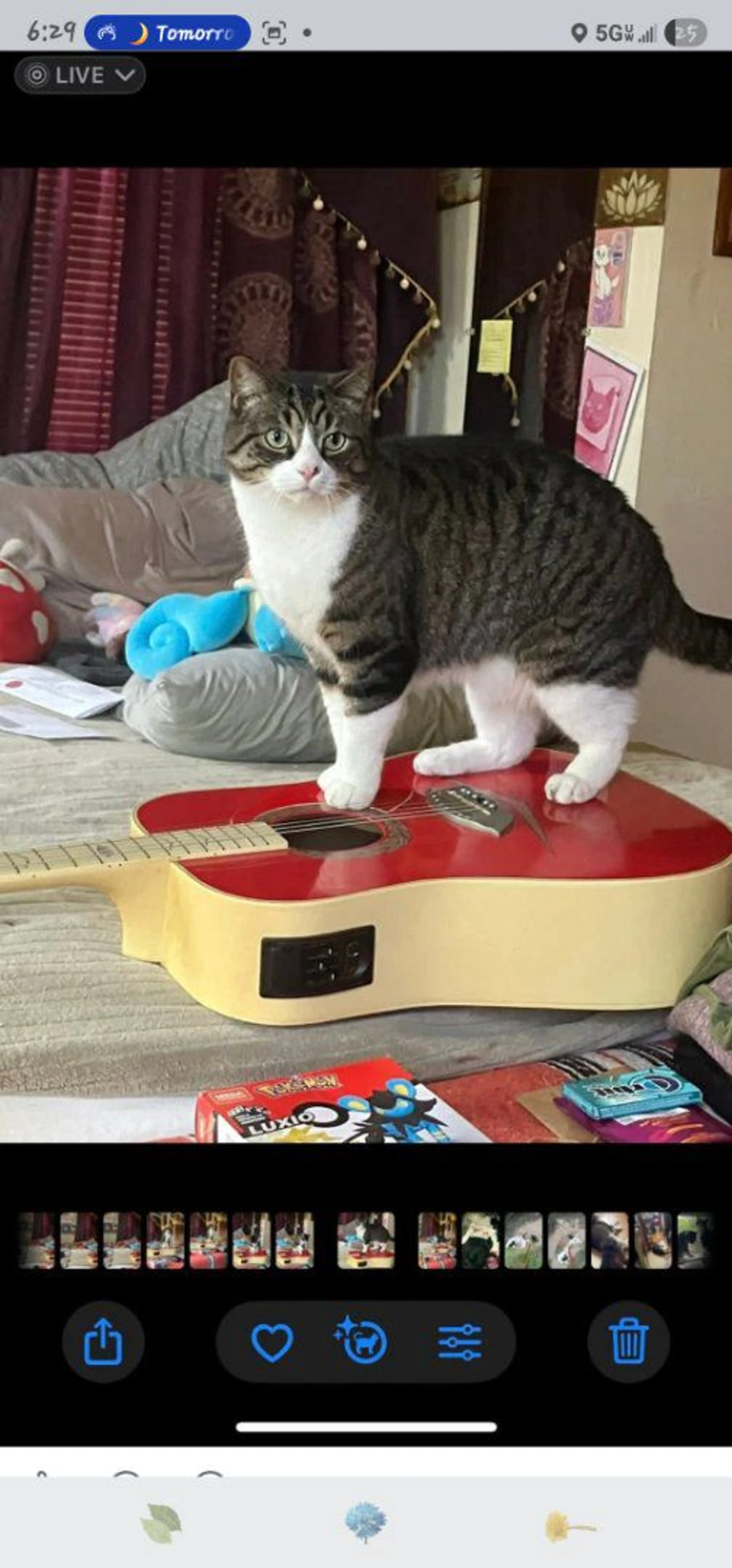 Lost pet-1