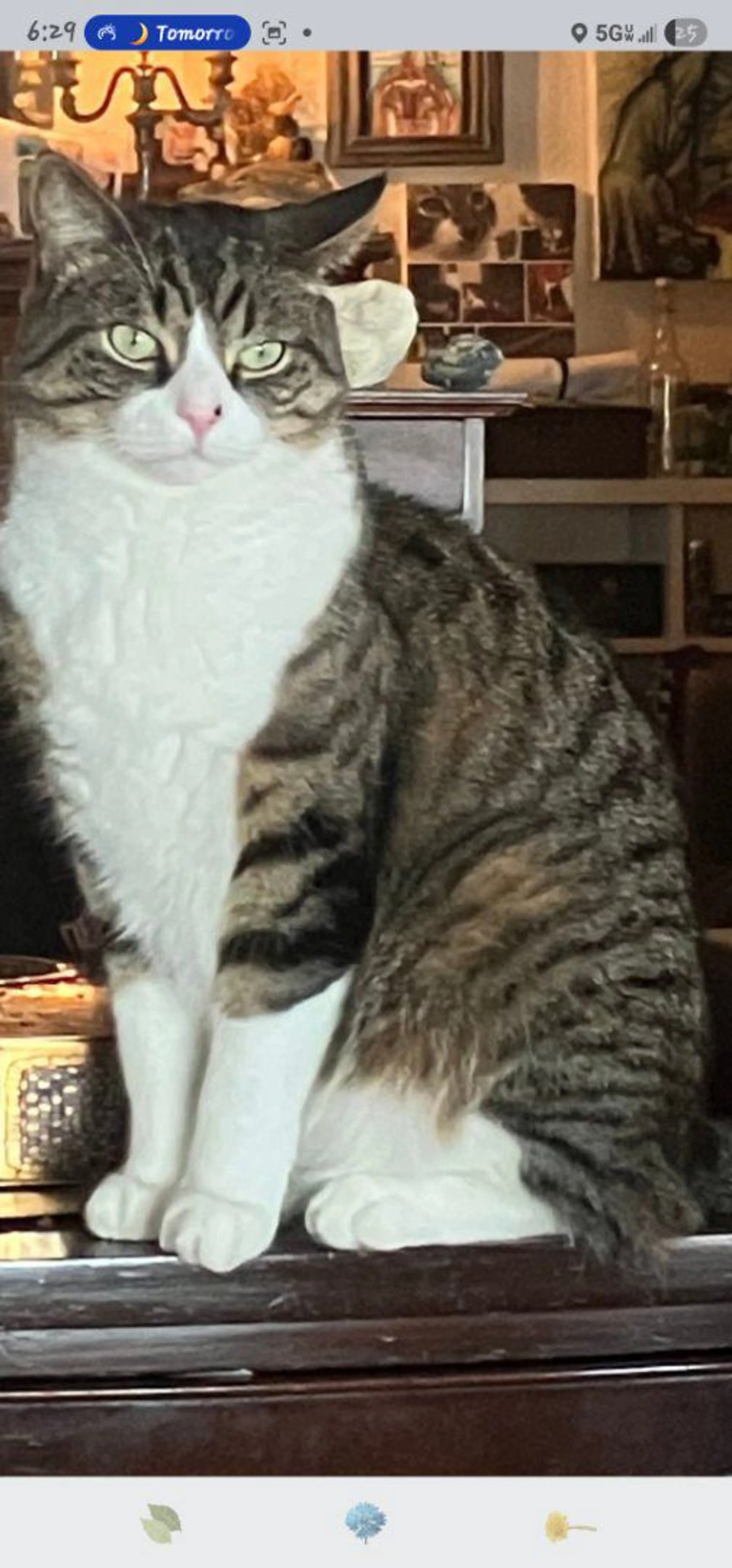 Lost pet-2