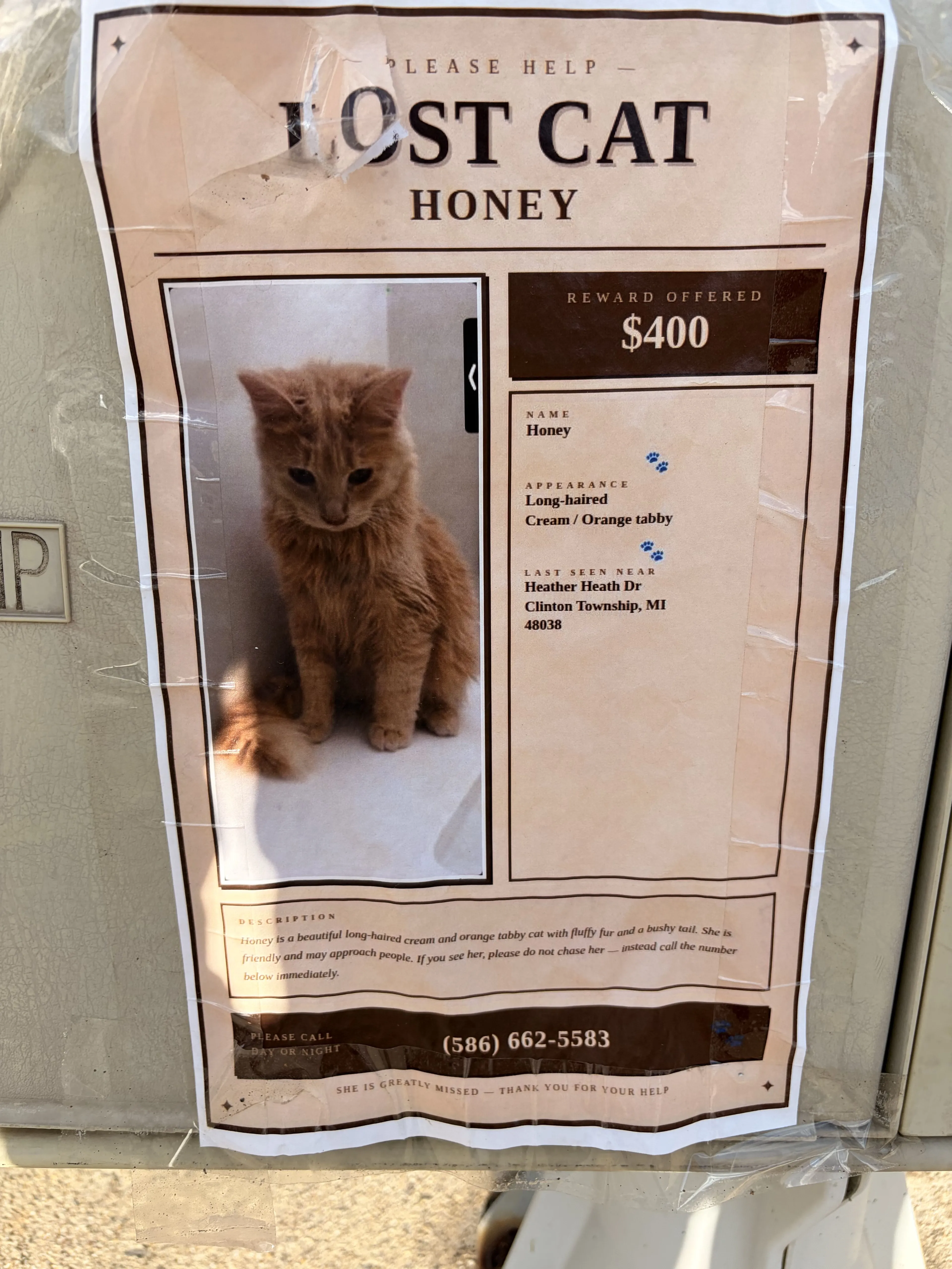 Lost pet