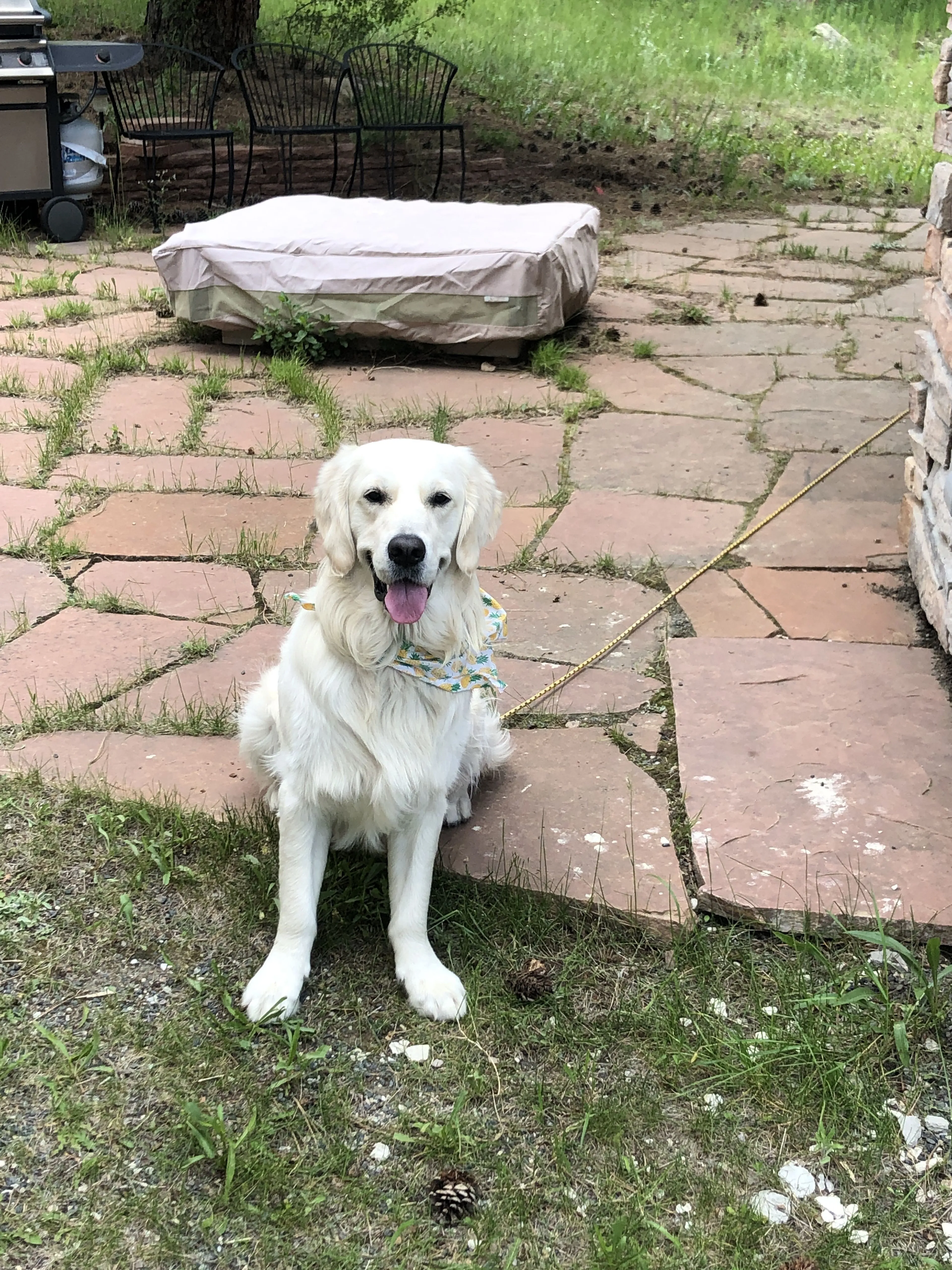 Lost pet