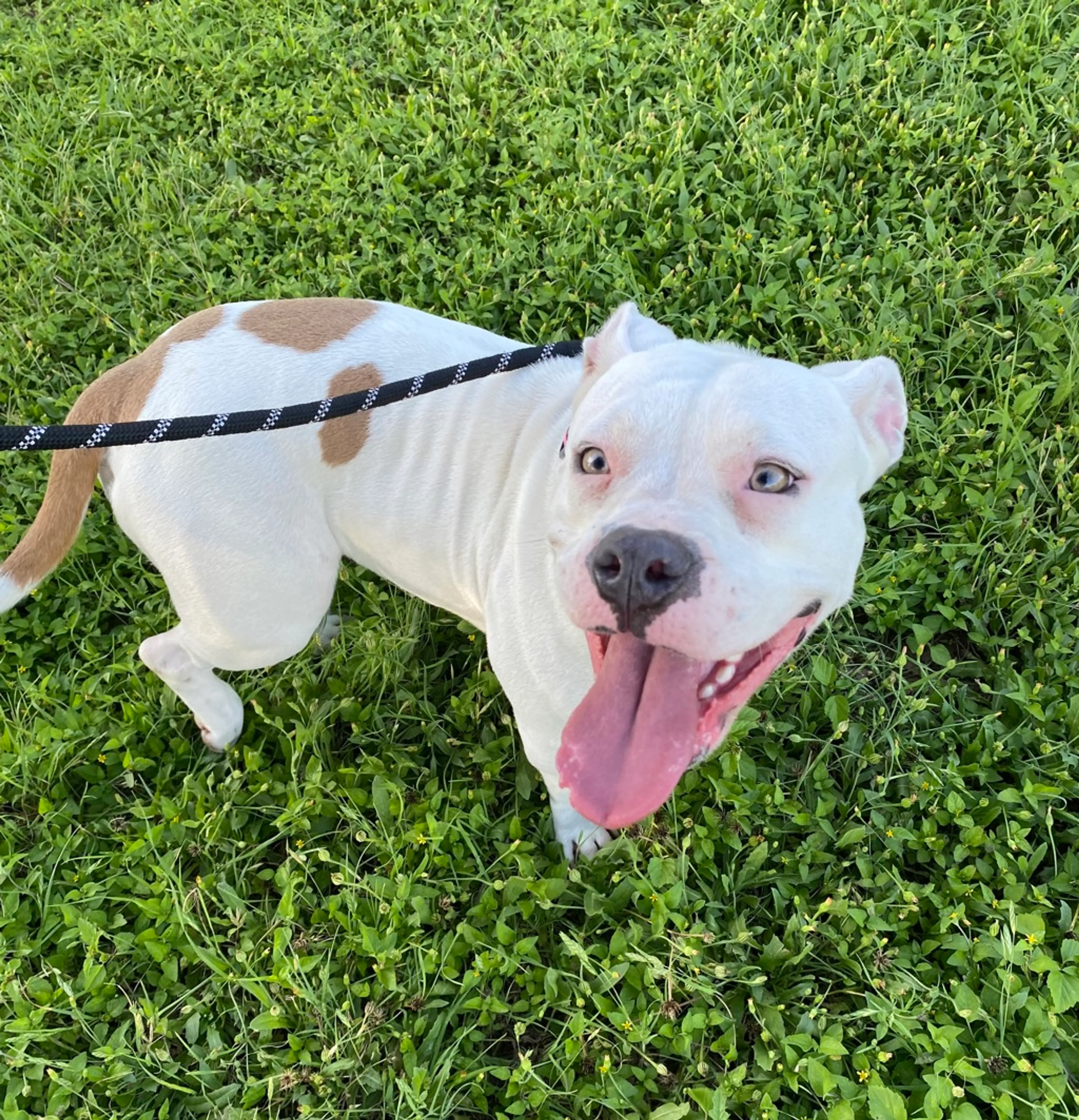 Found pet-1