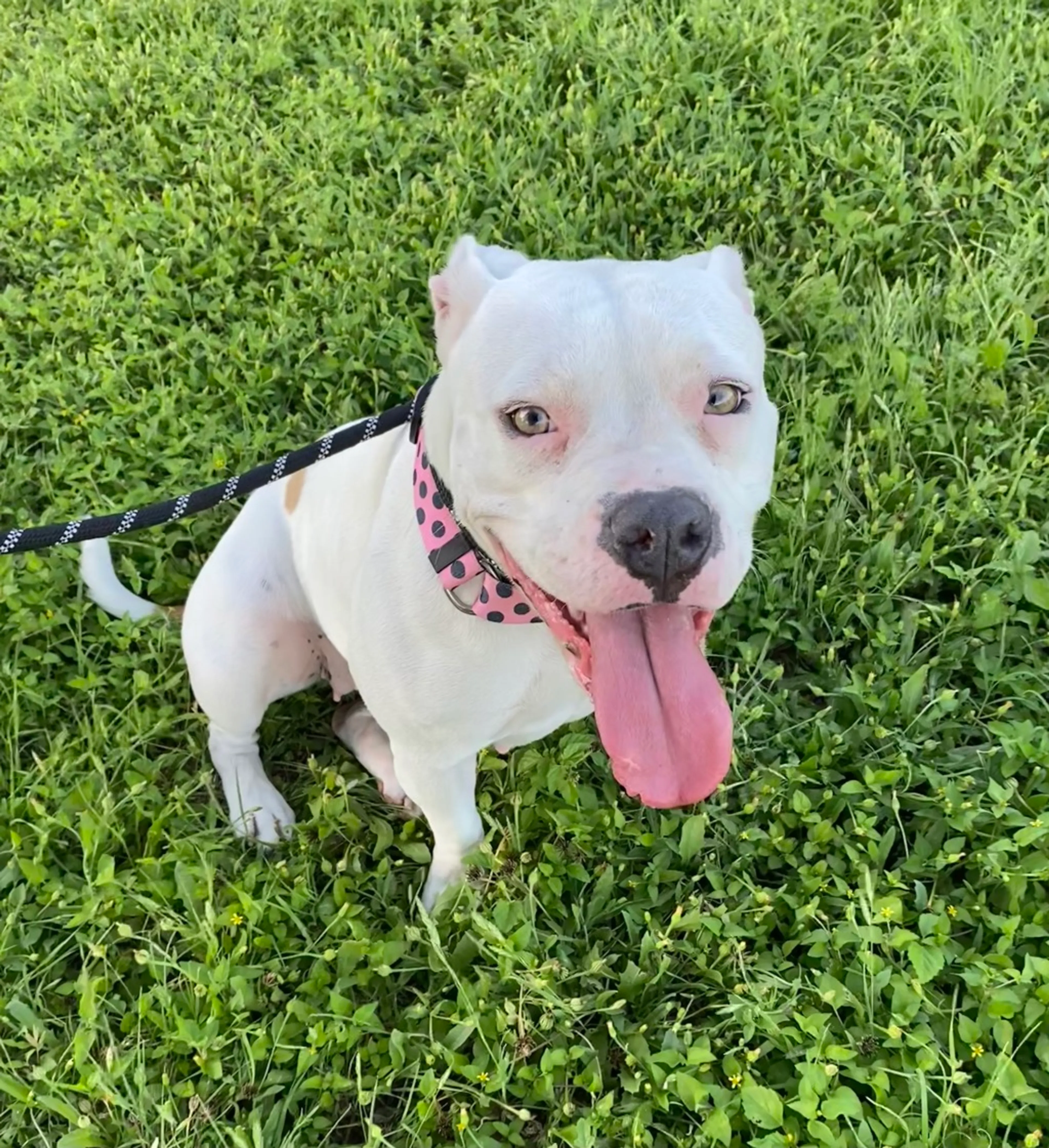 Found pet-5