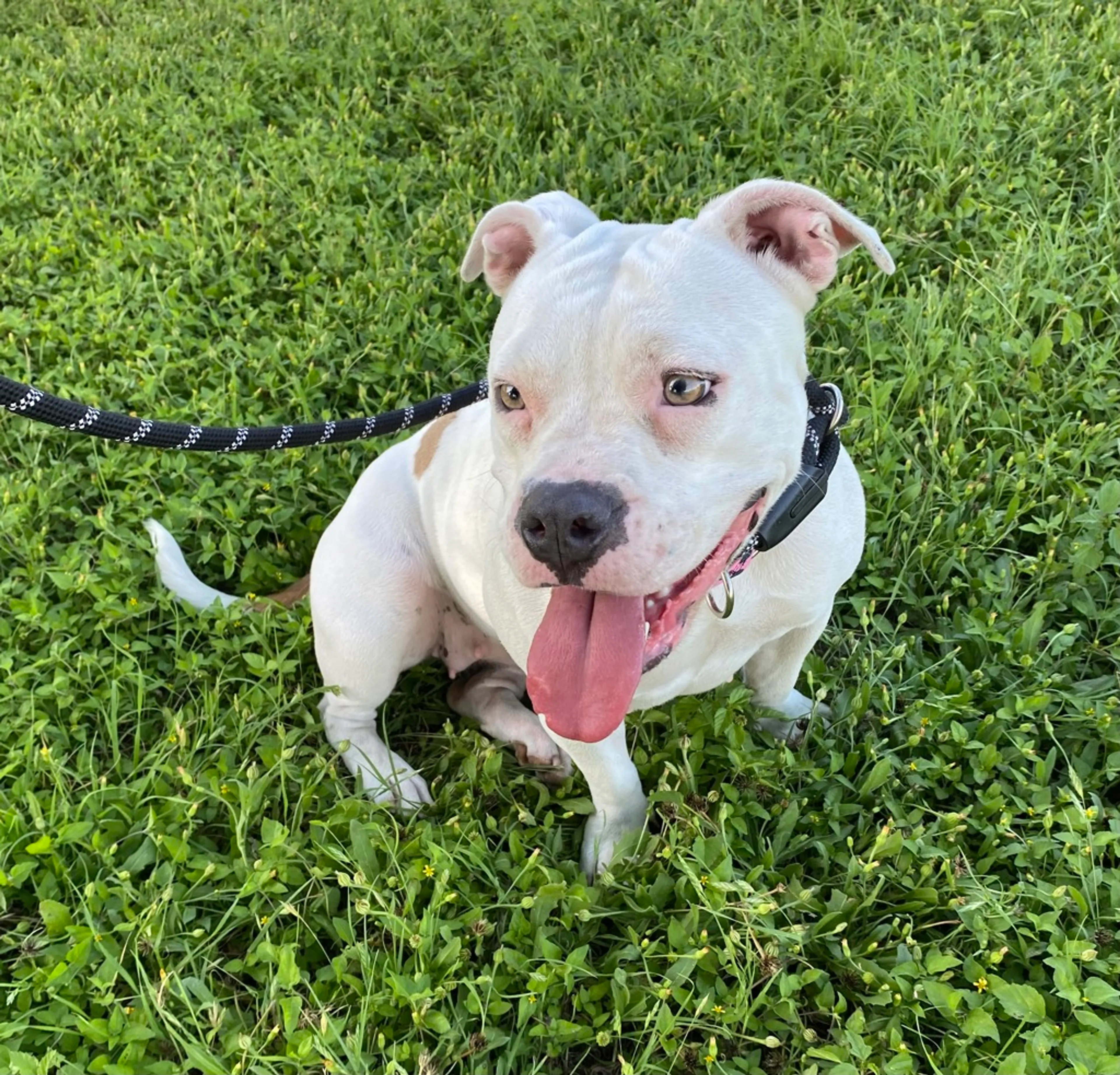 Found pet-3