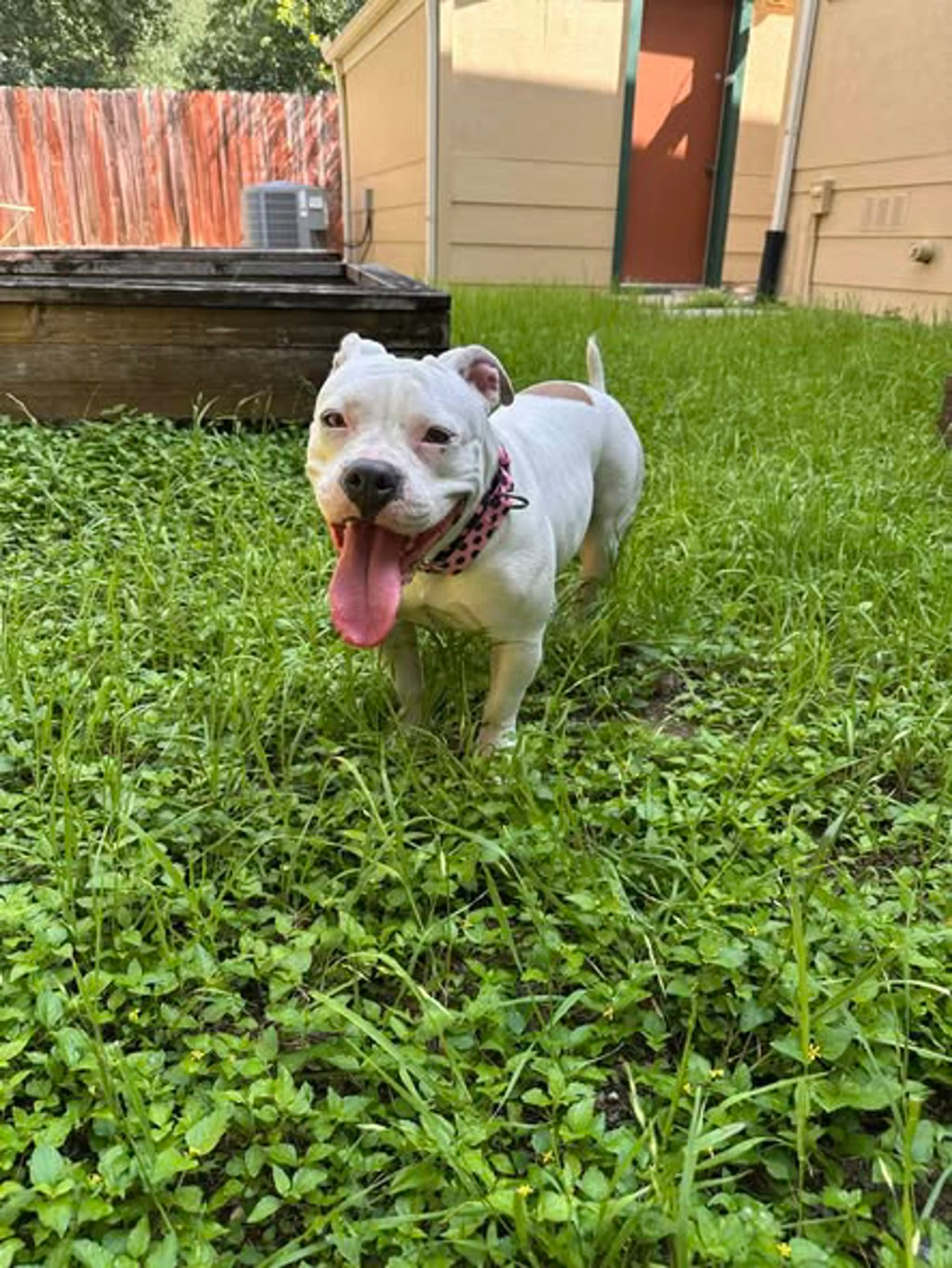 Found pet-6