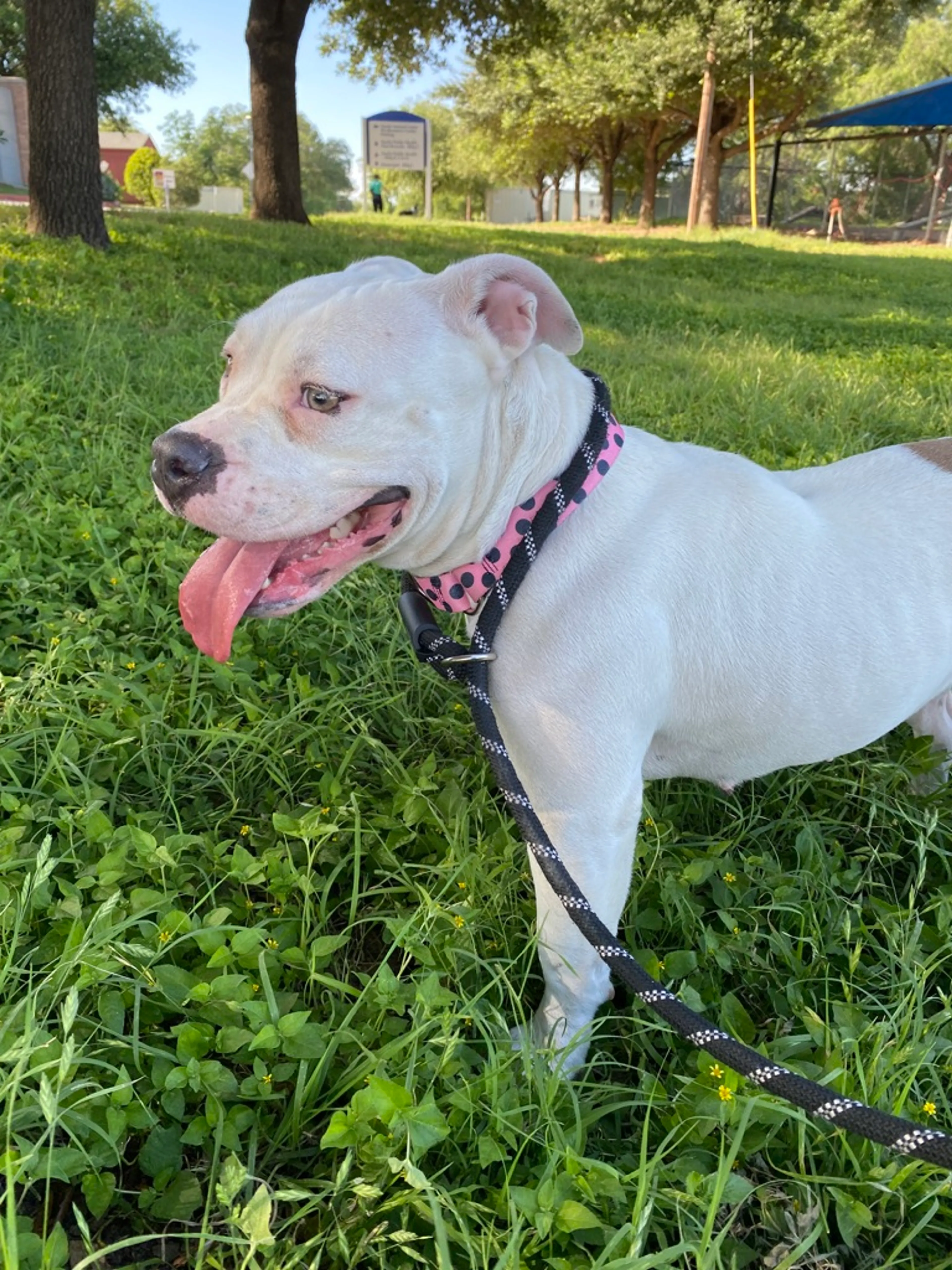 Found pet-2