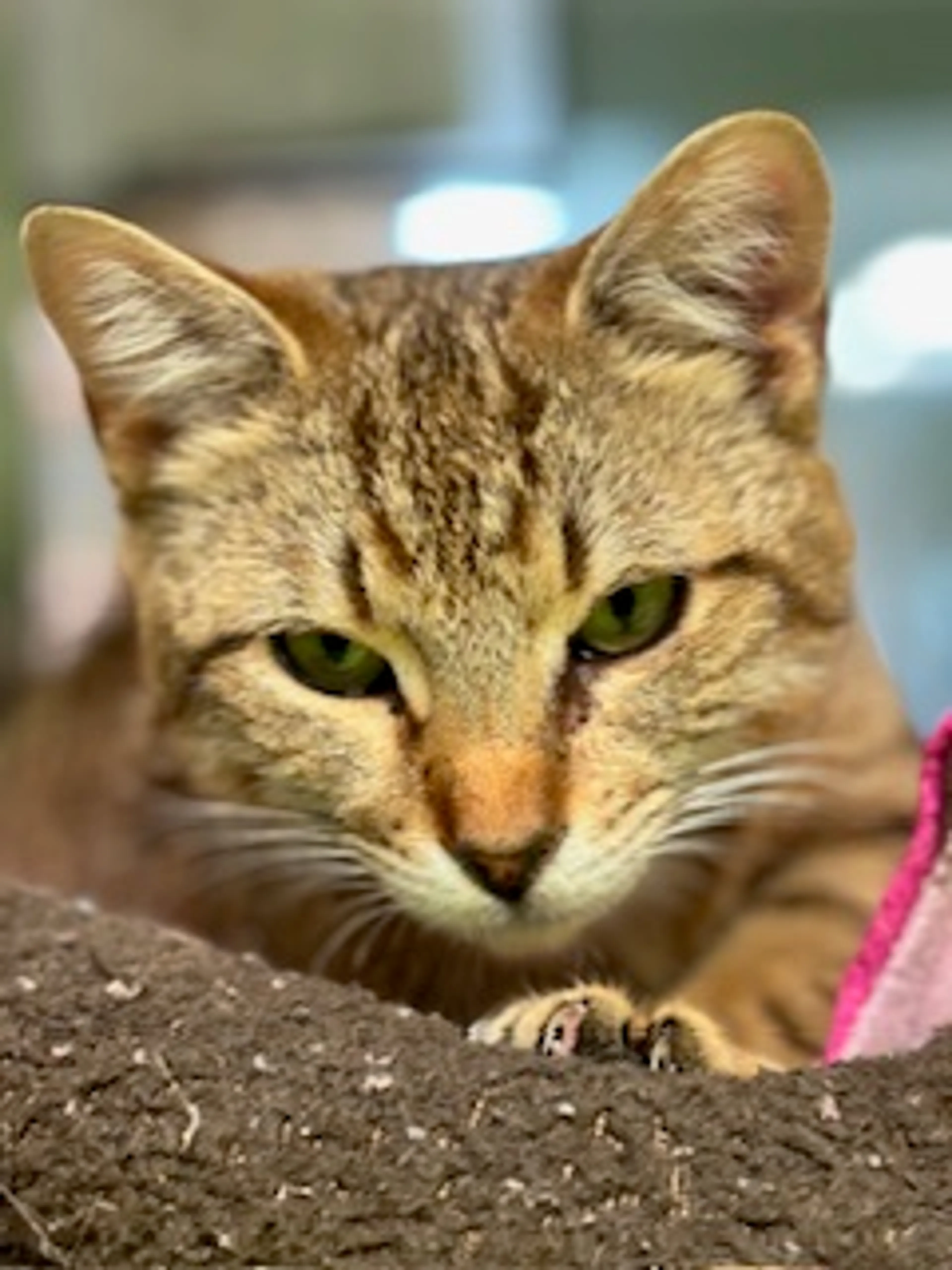 Found pet-1