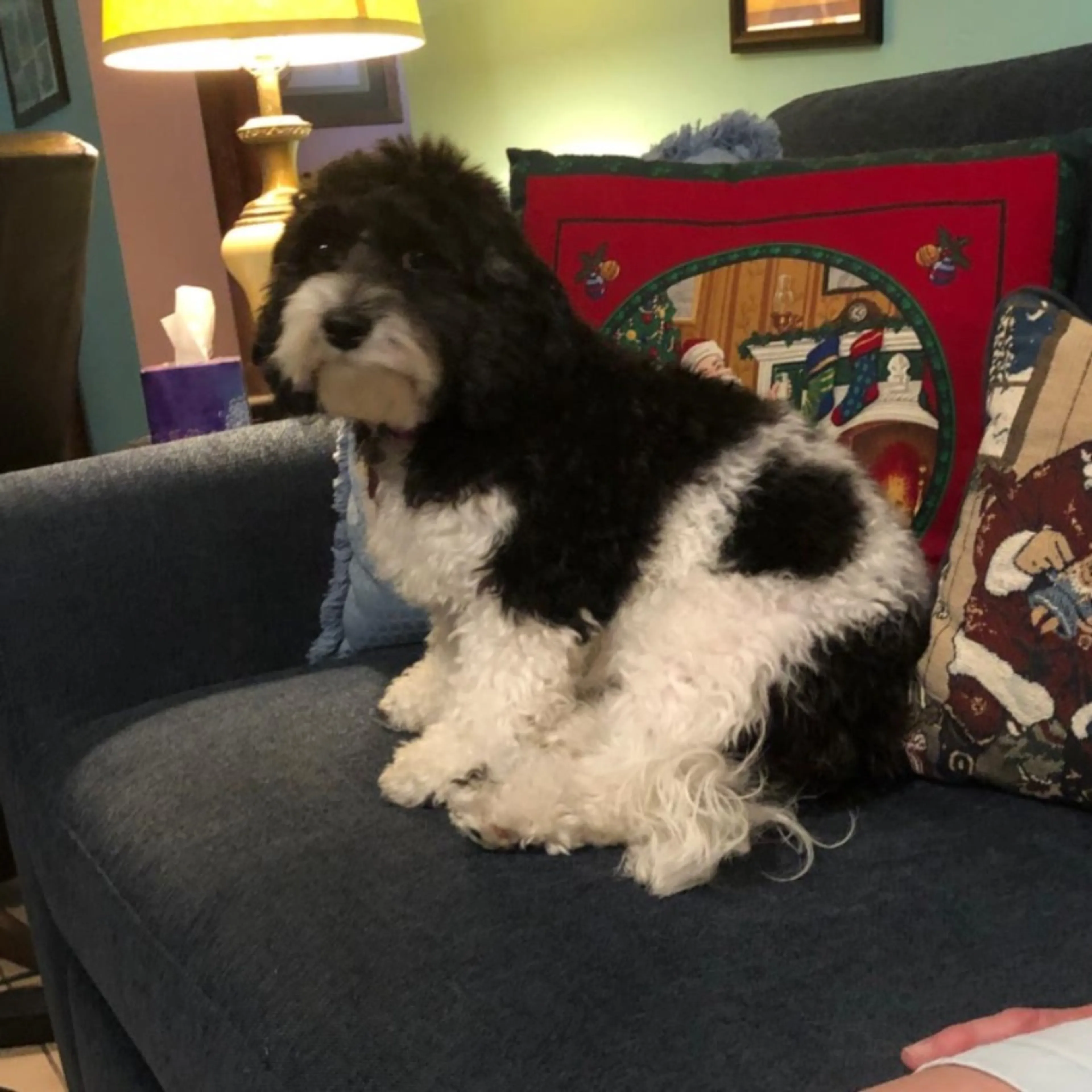 Lost pet