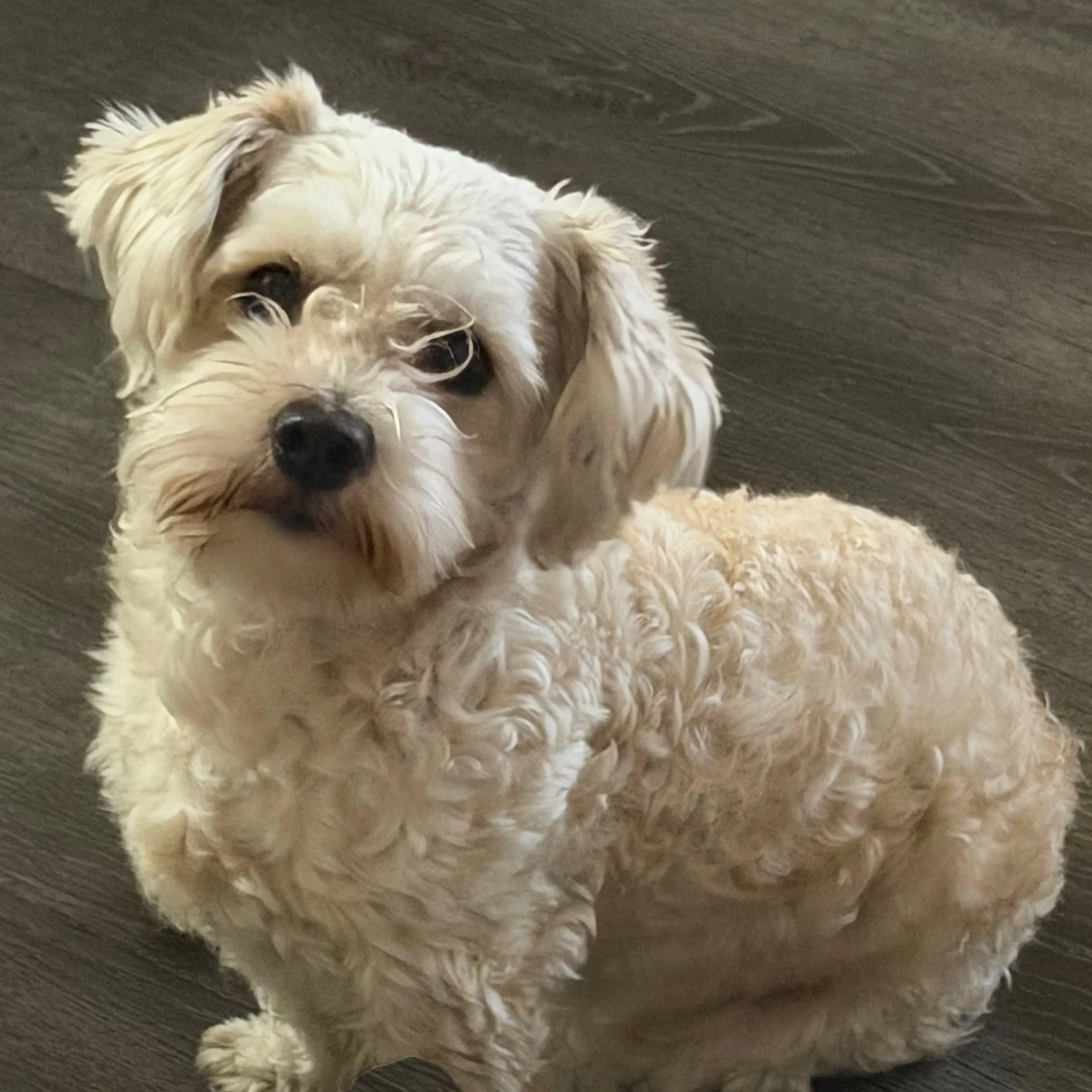 Lost pet-1