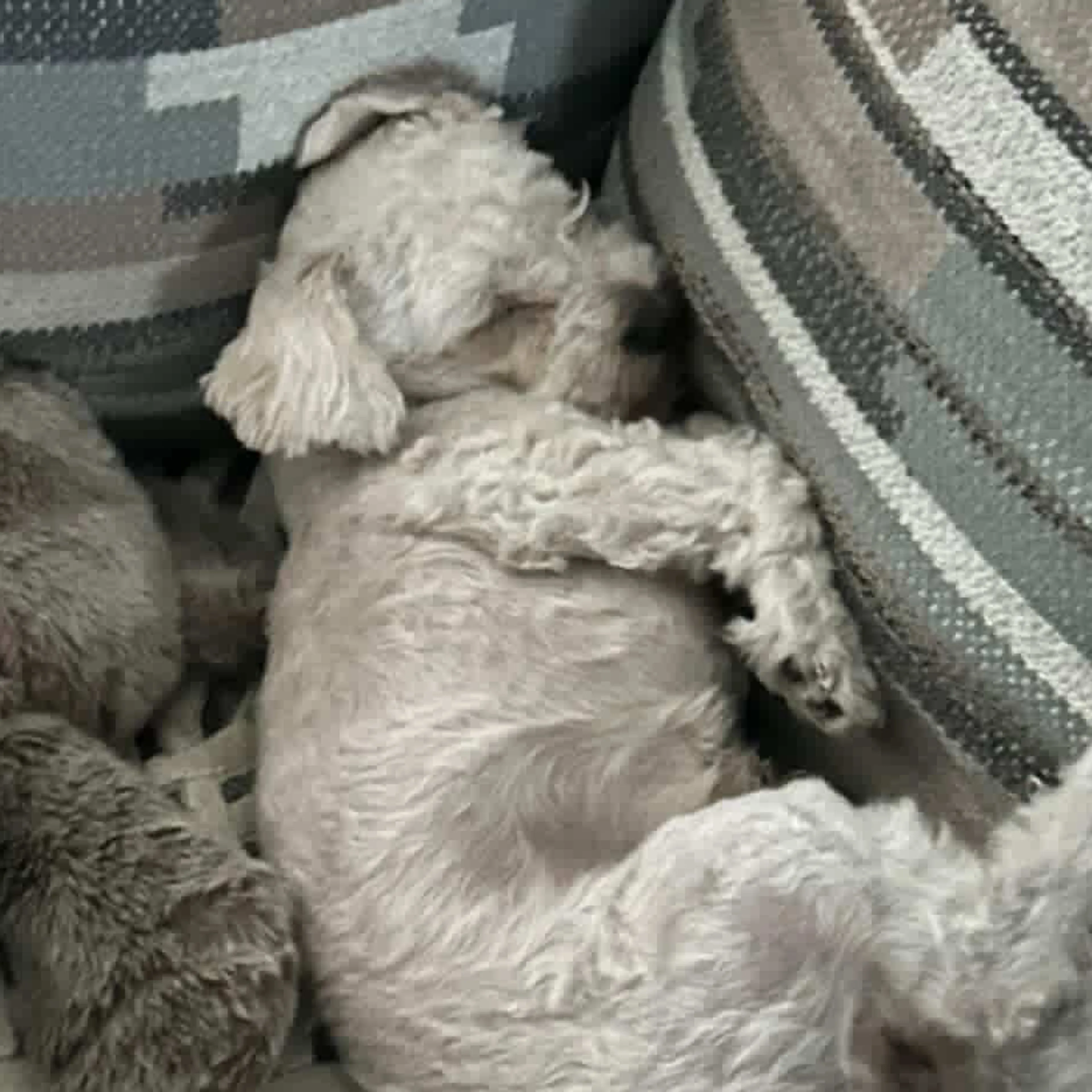 Lost pet-2
