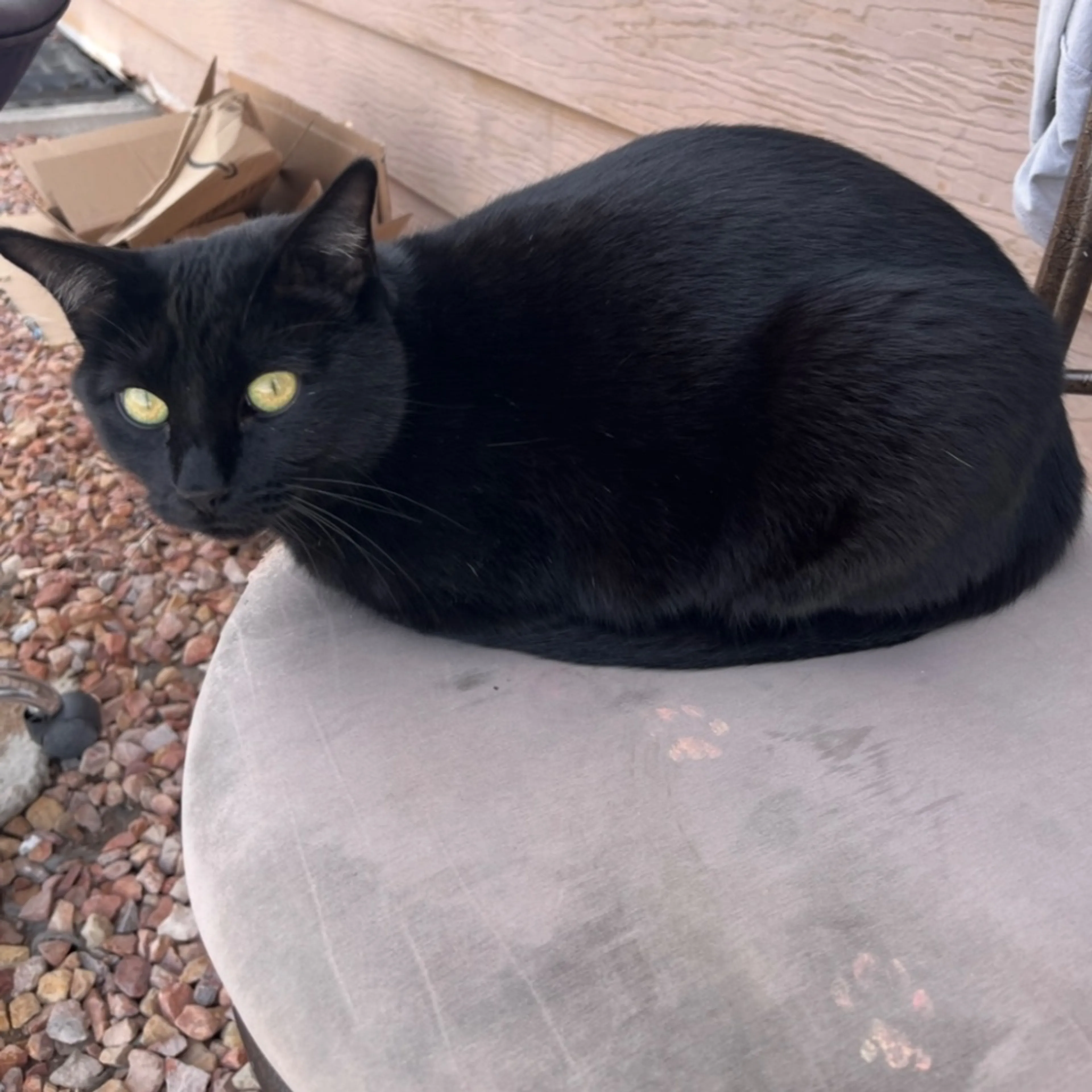 Lost pet-0