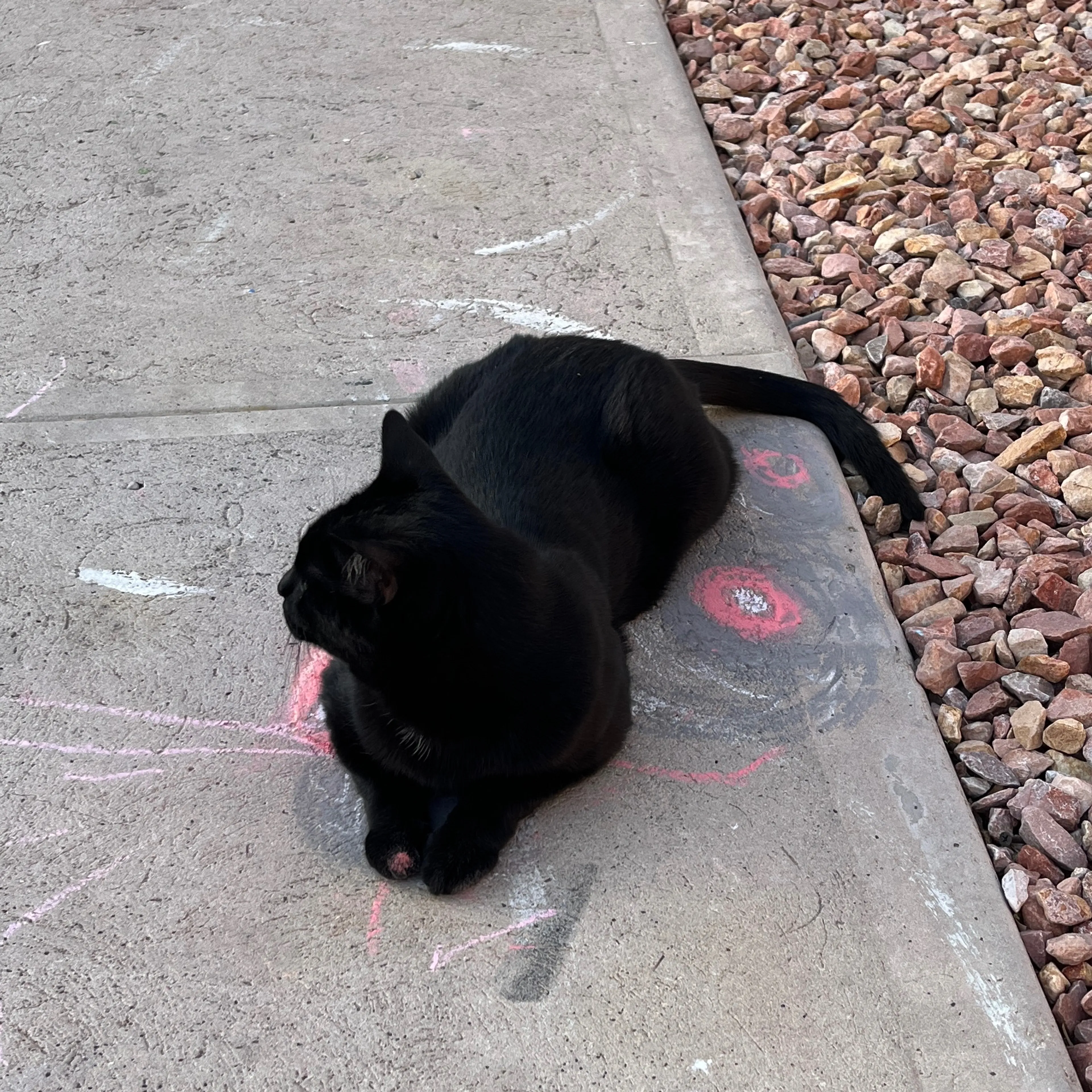 Lost pet-1