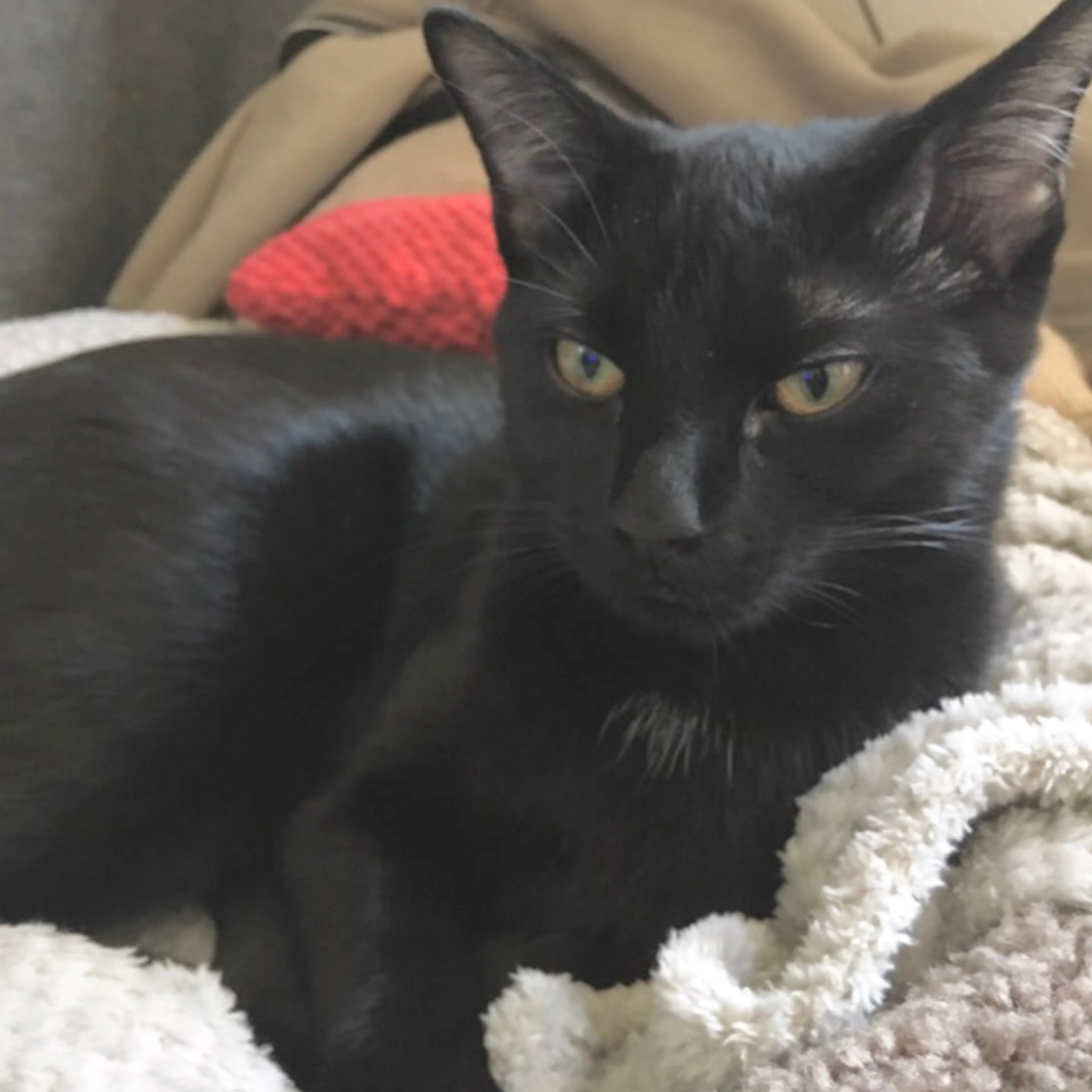 Lost pet-2