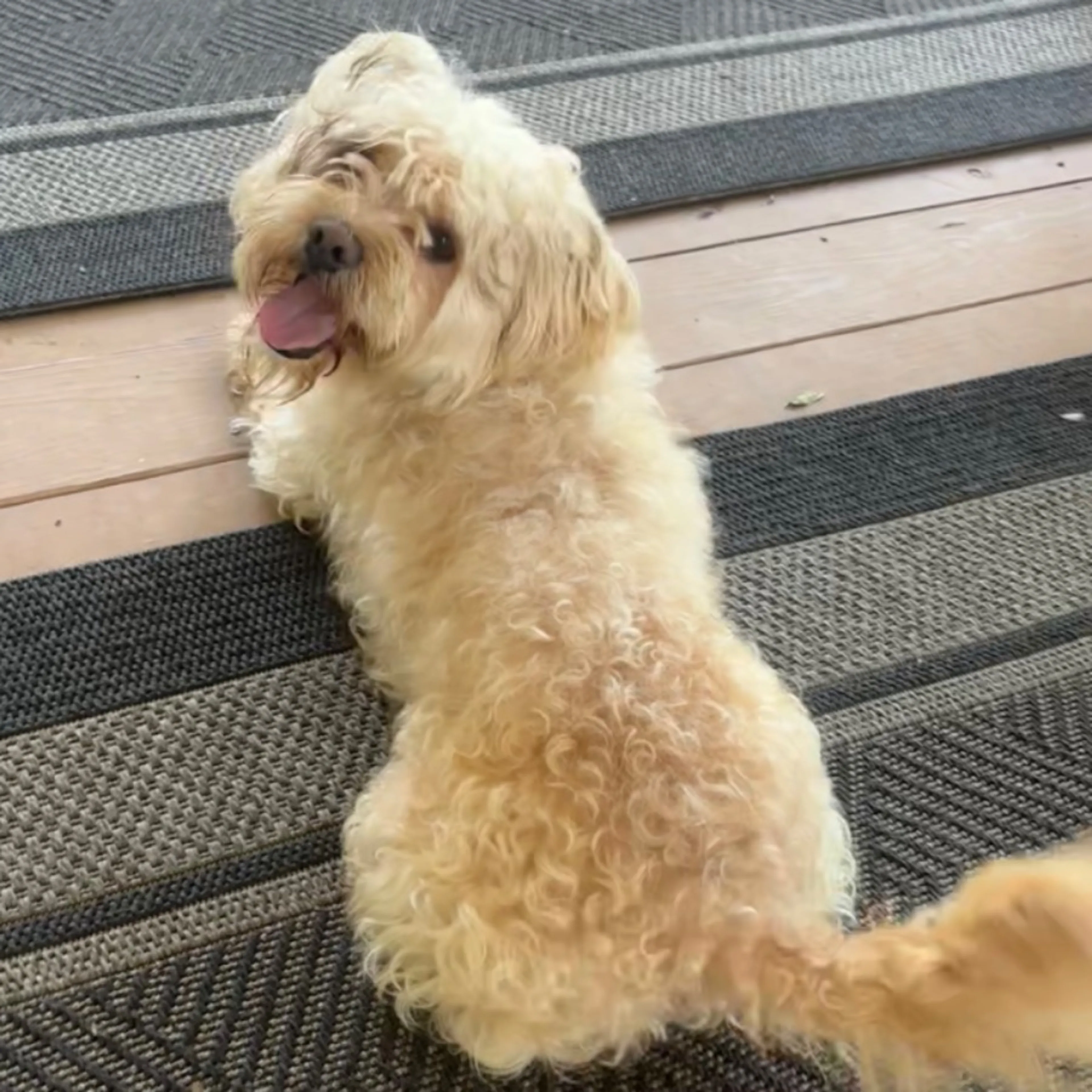 Found pet-0