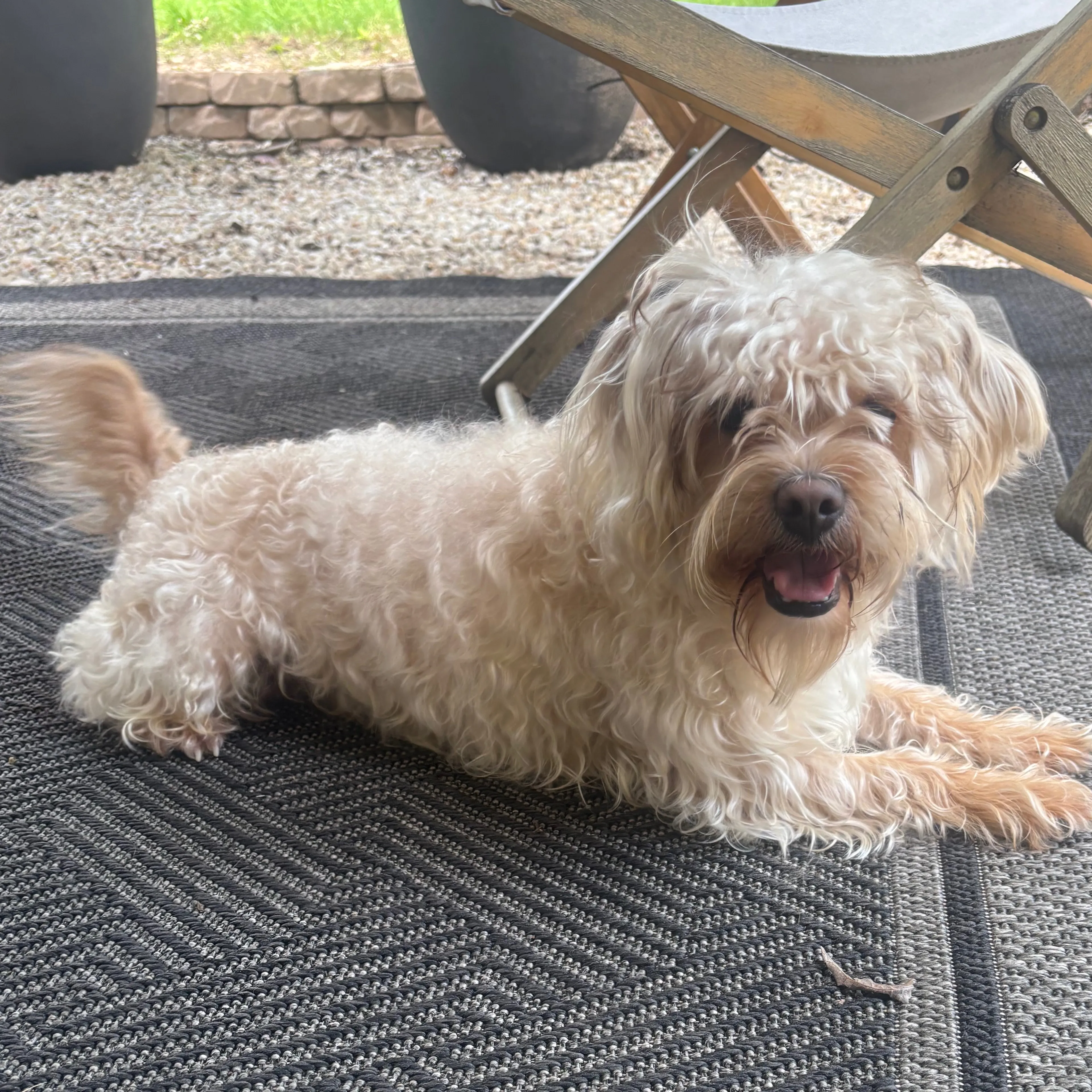 Found pet-1