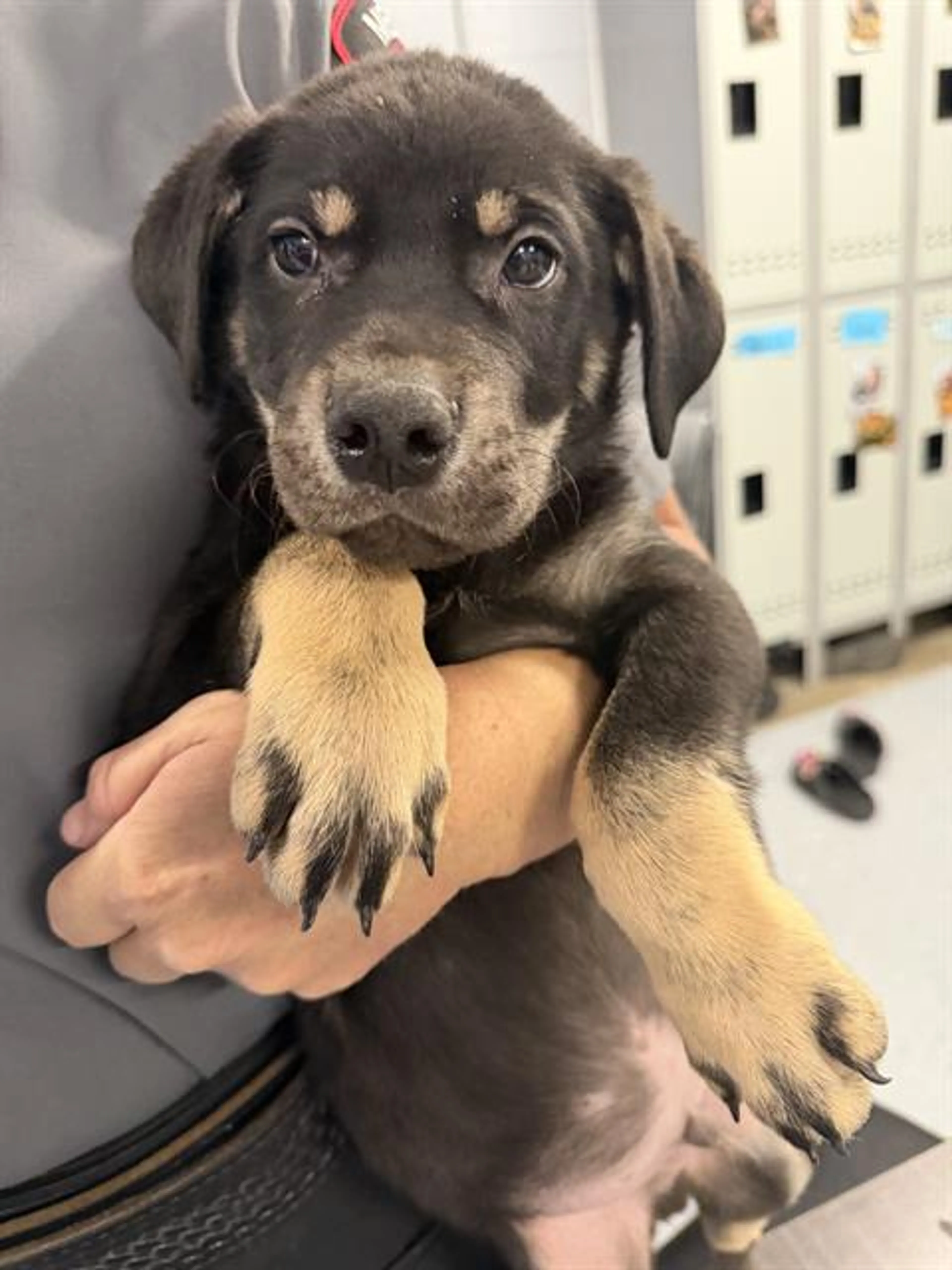cdn image