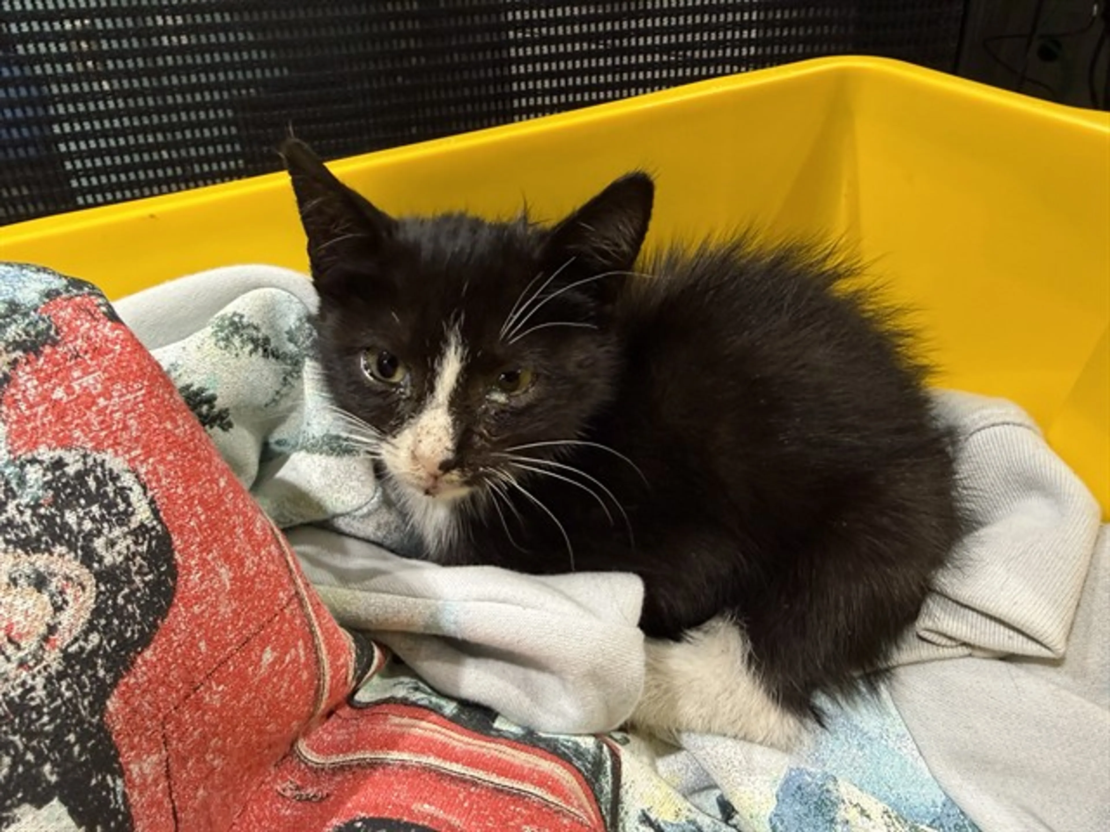 Found pet