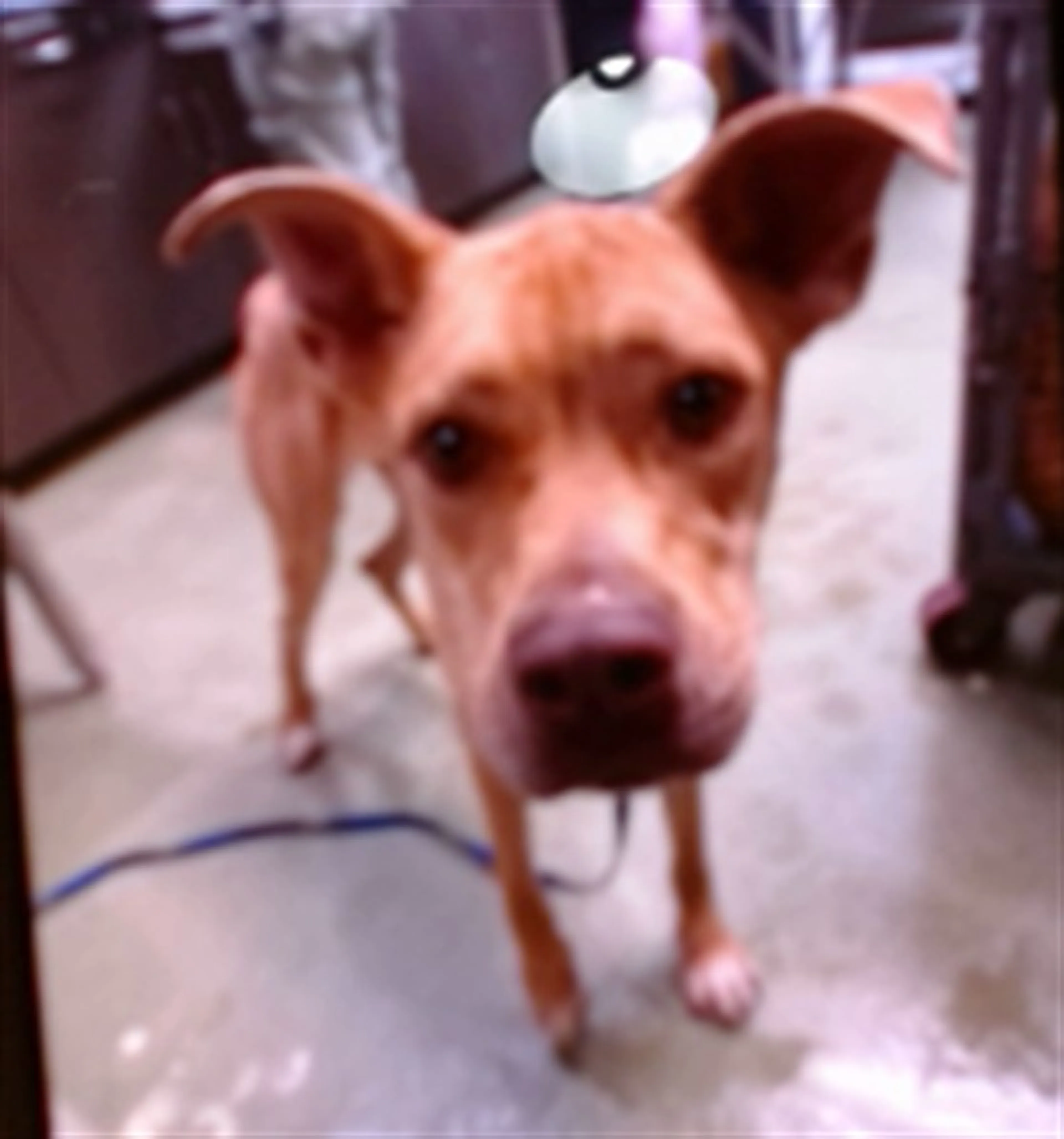 Found pet