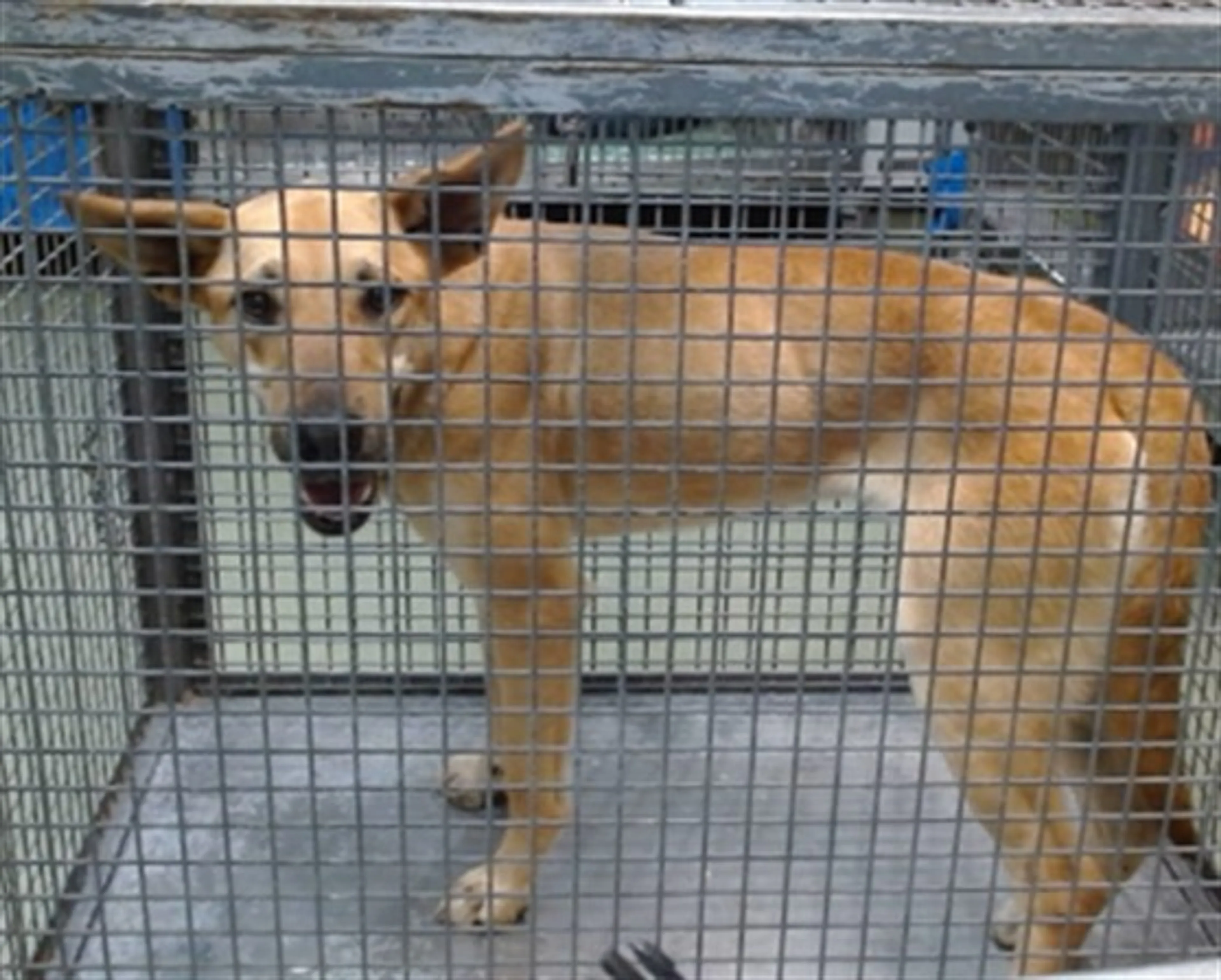 Found pet