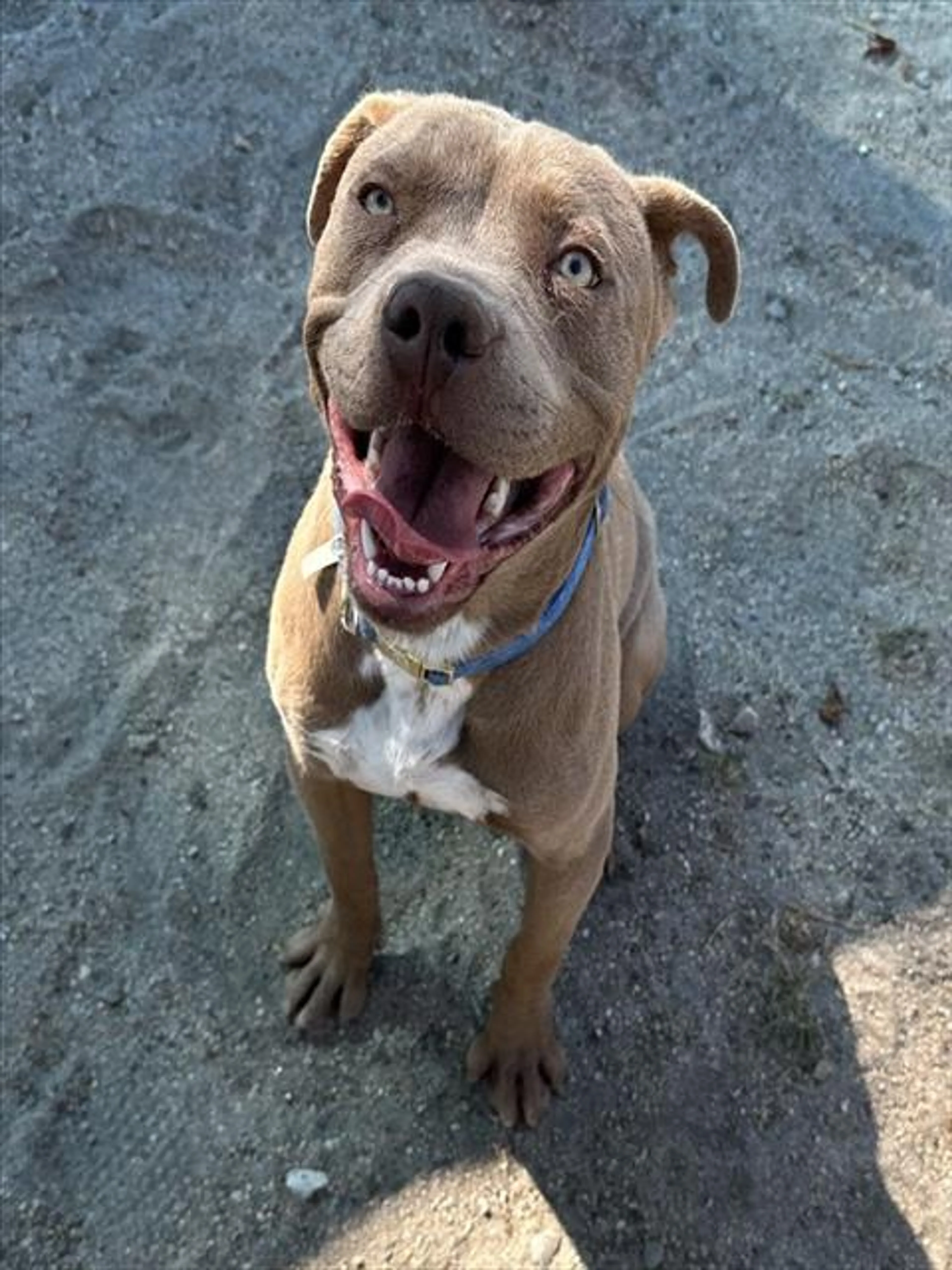 Found pet