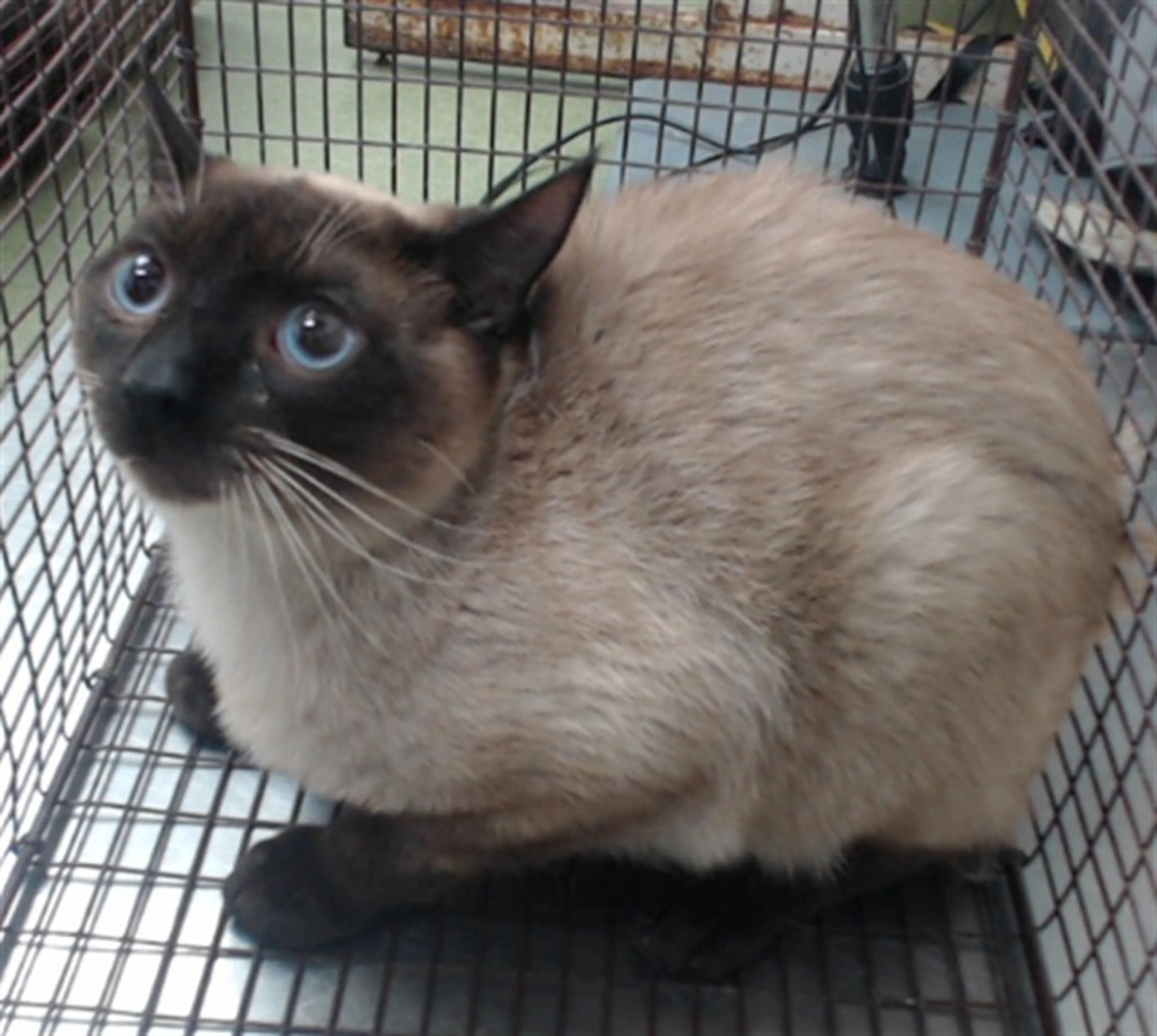 Found pet