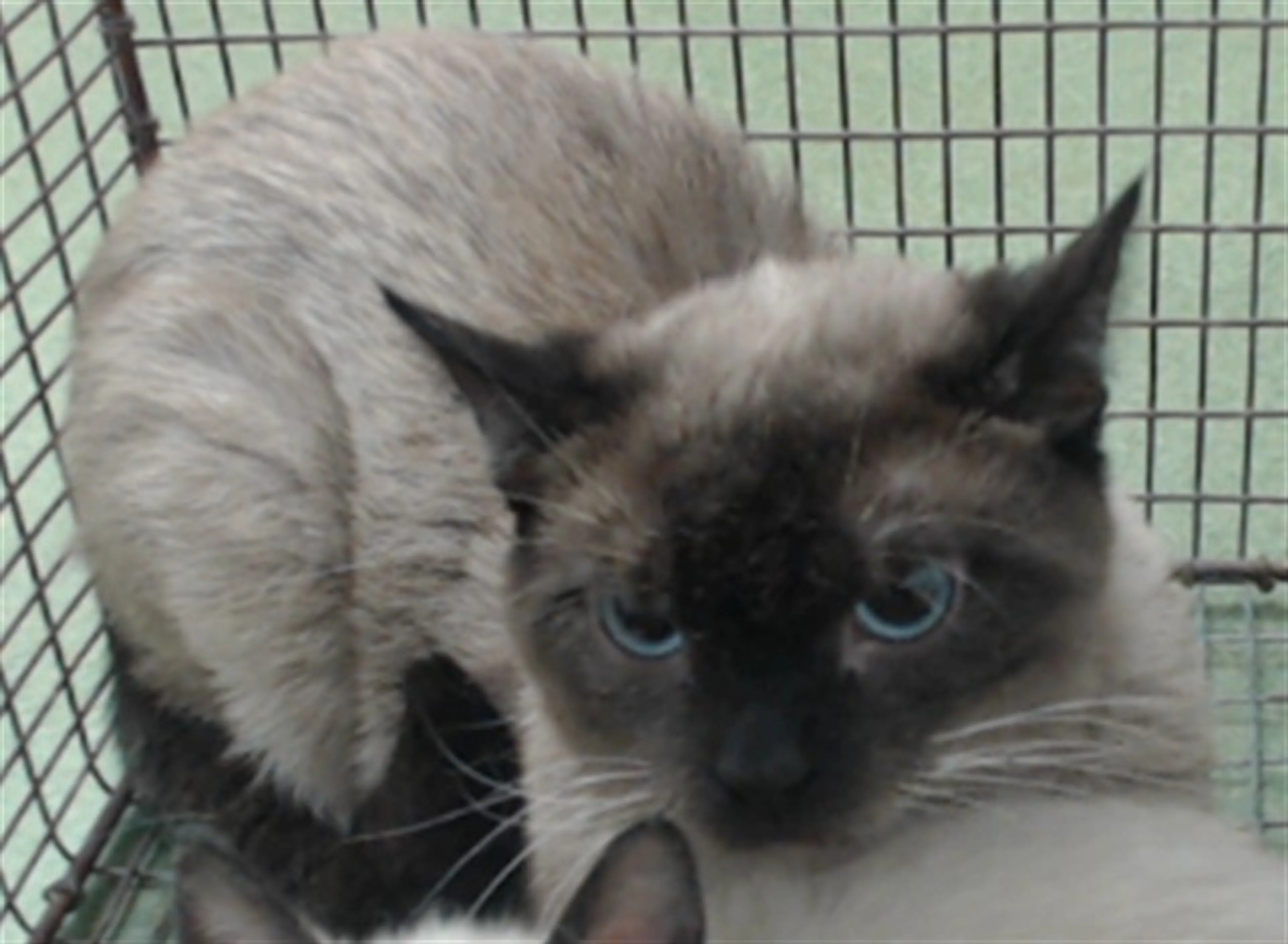 Found pet