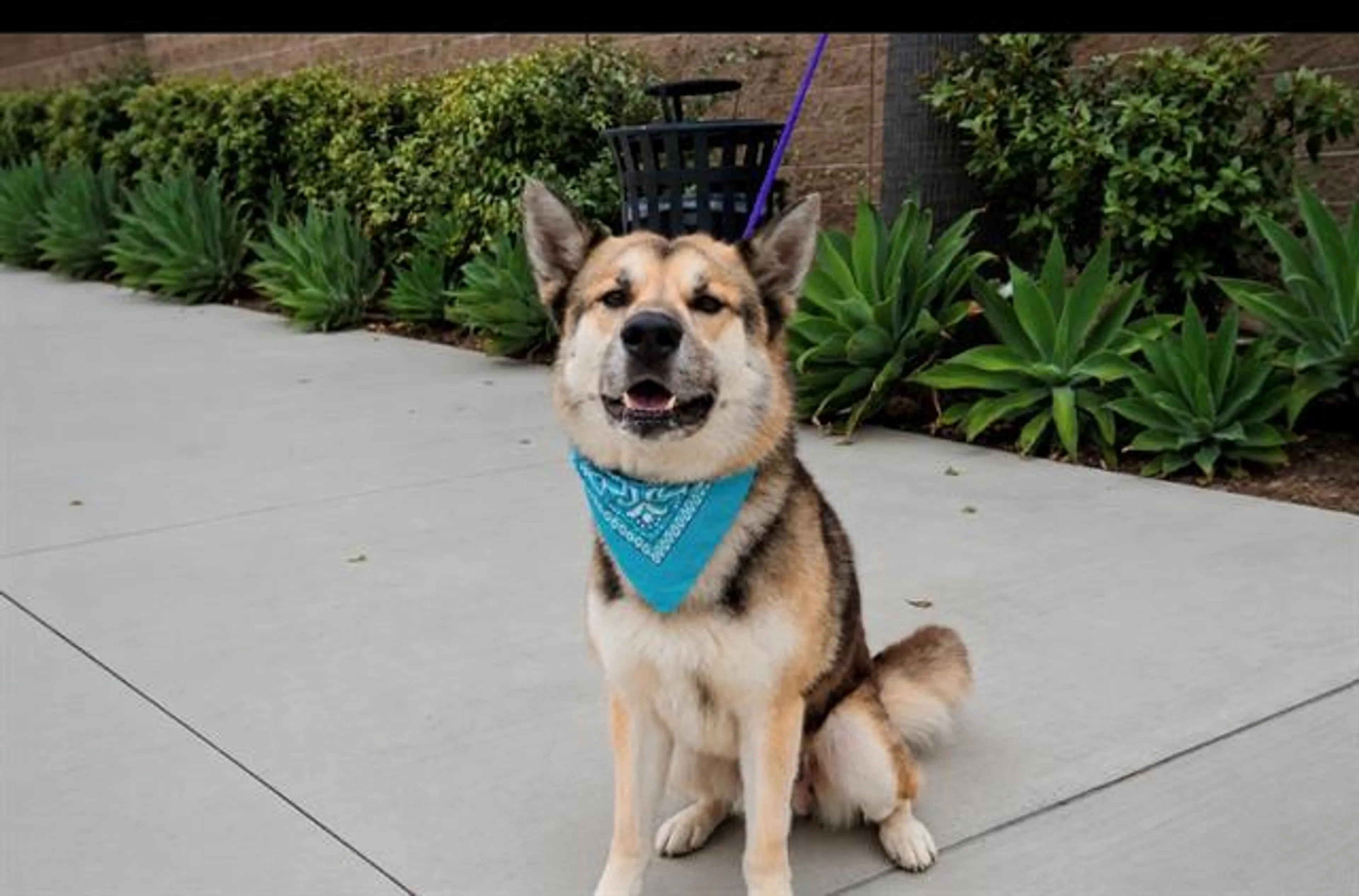 Found pet