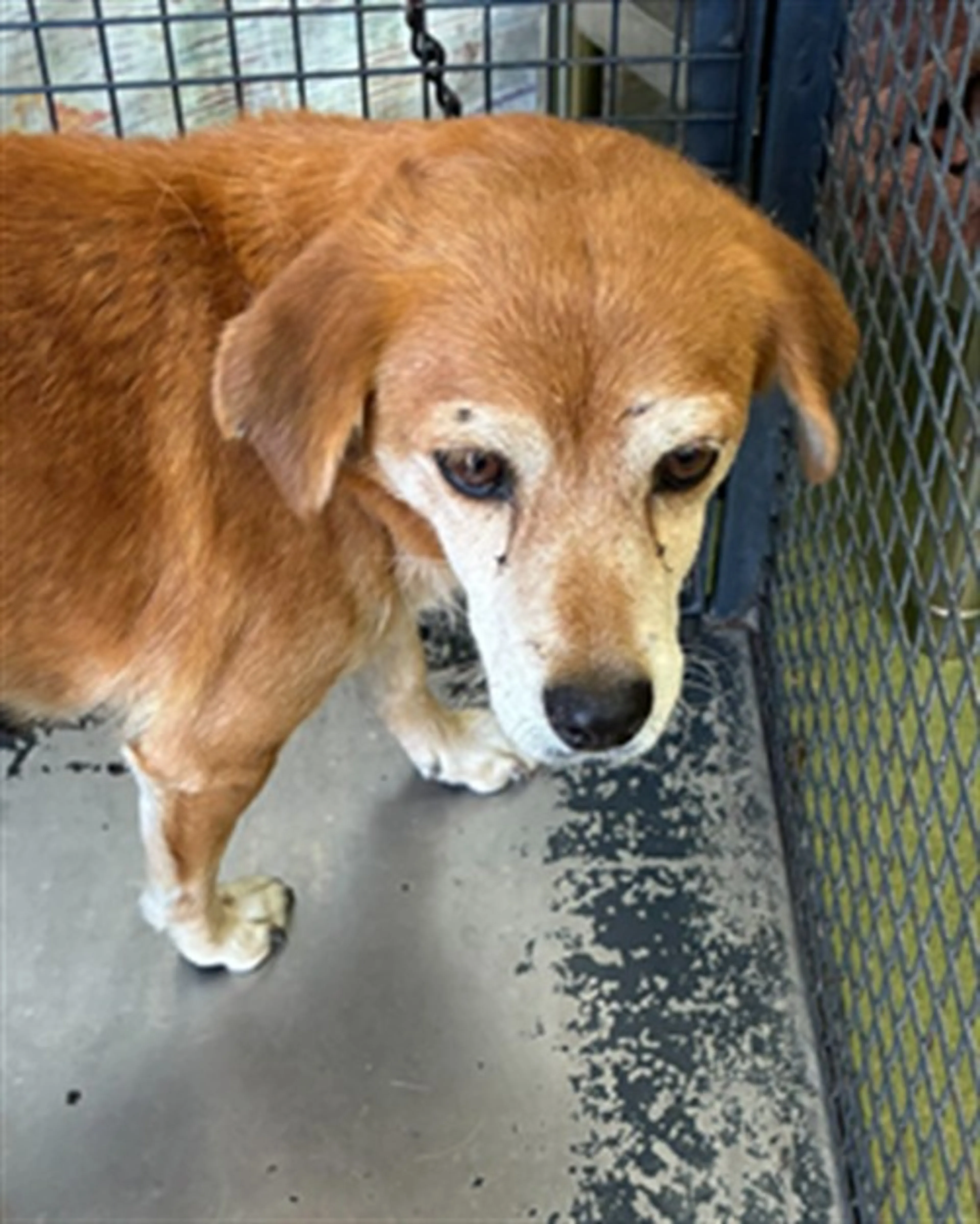 Found pet