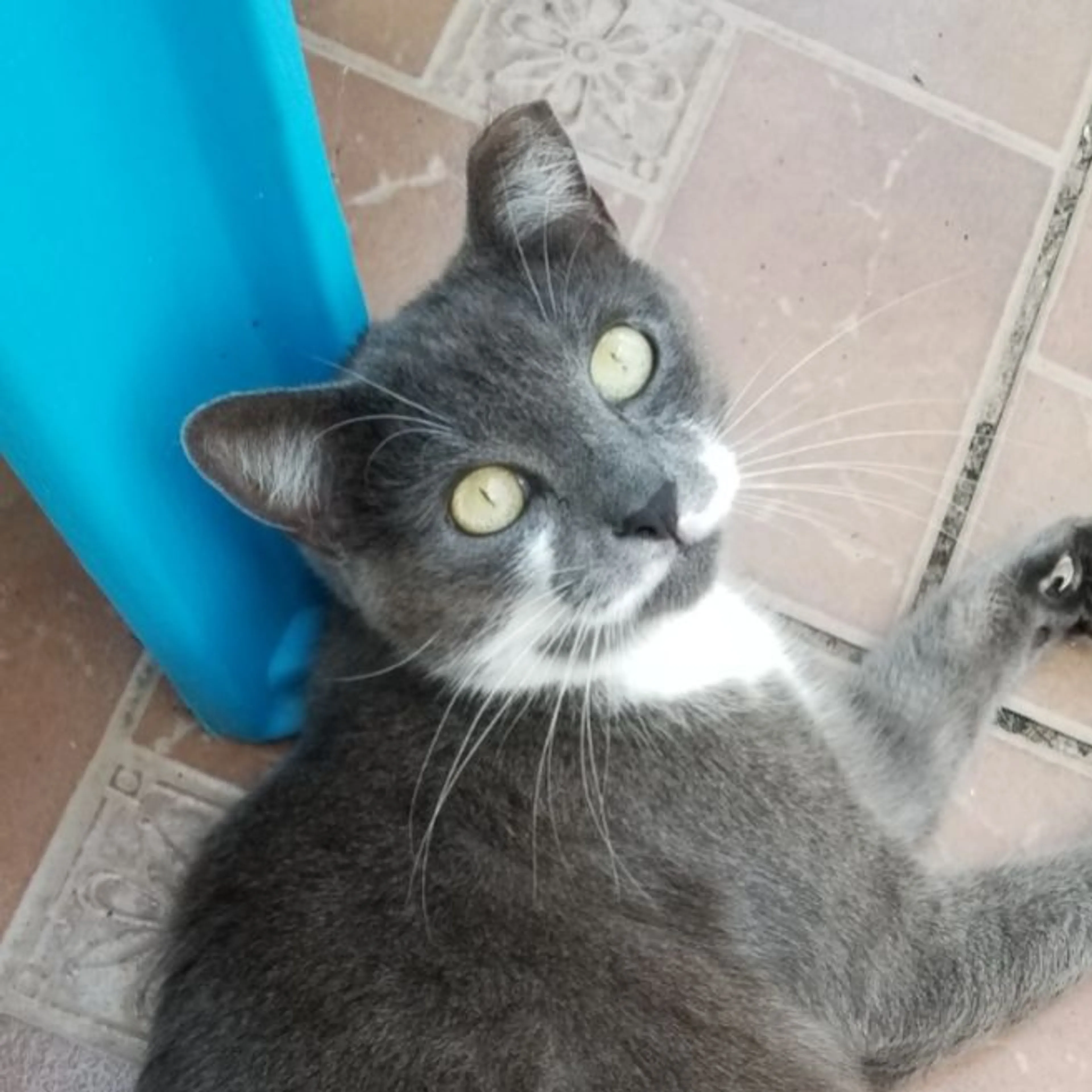 Lost pet