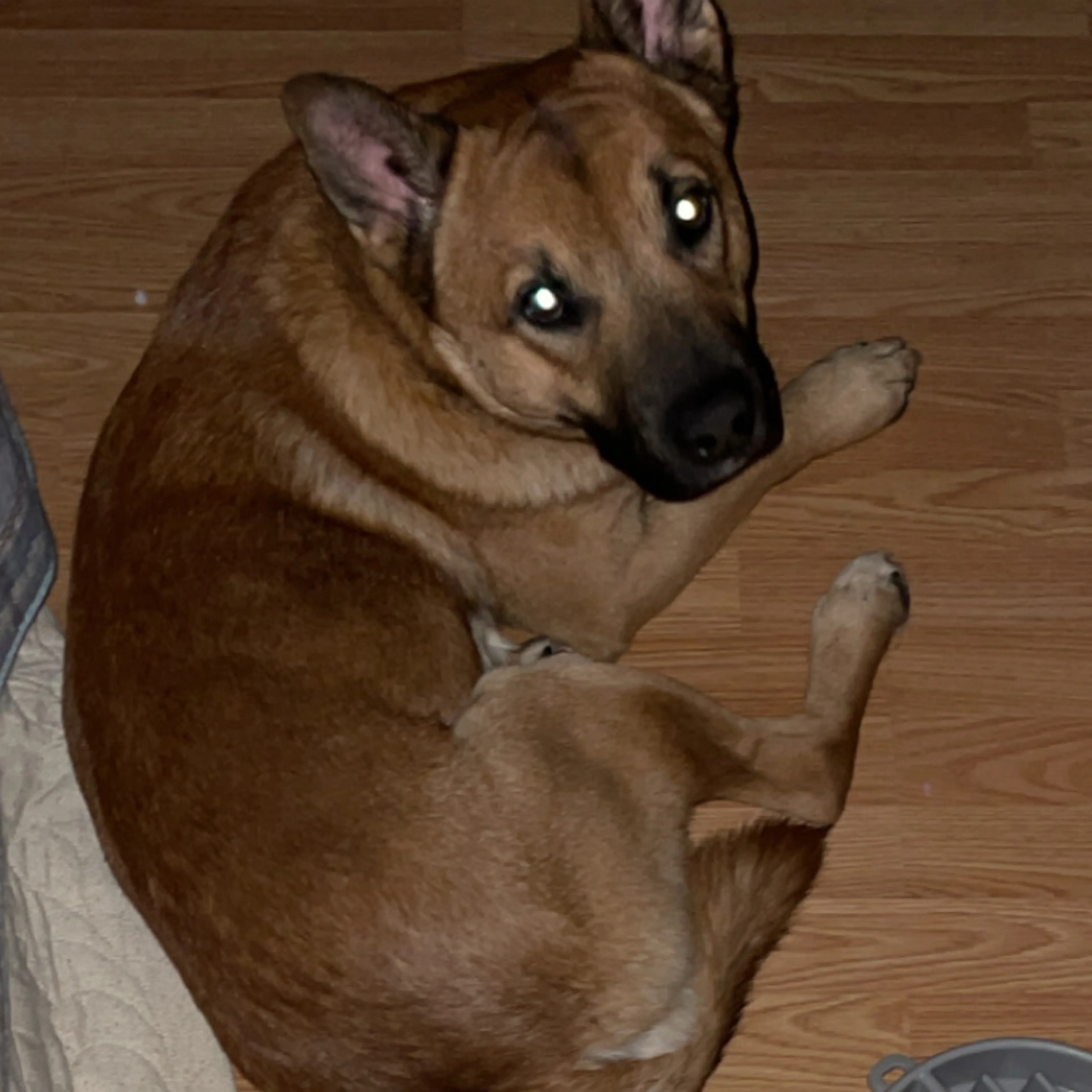 Lost pet-1