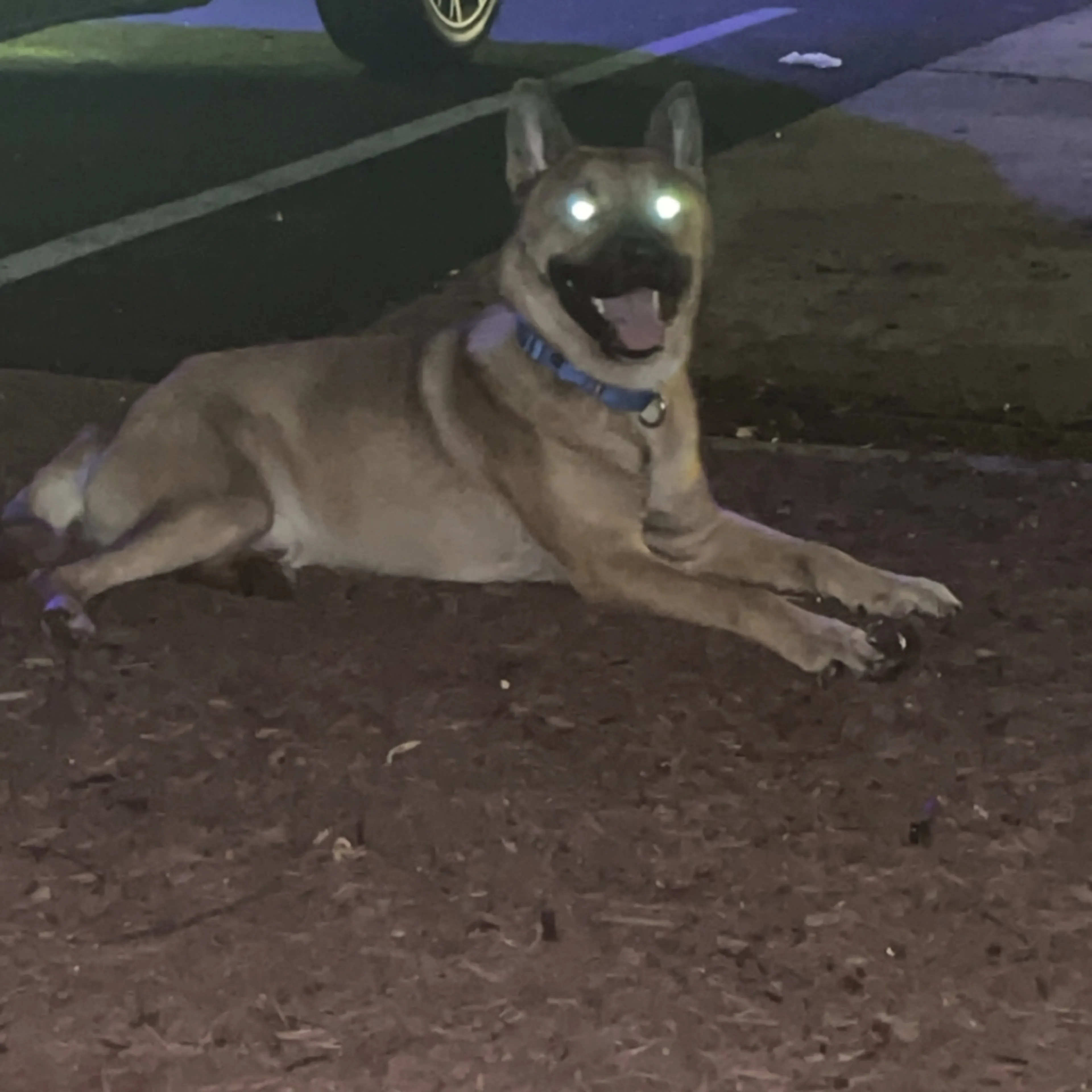 Lost pet-2