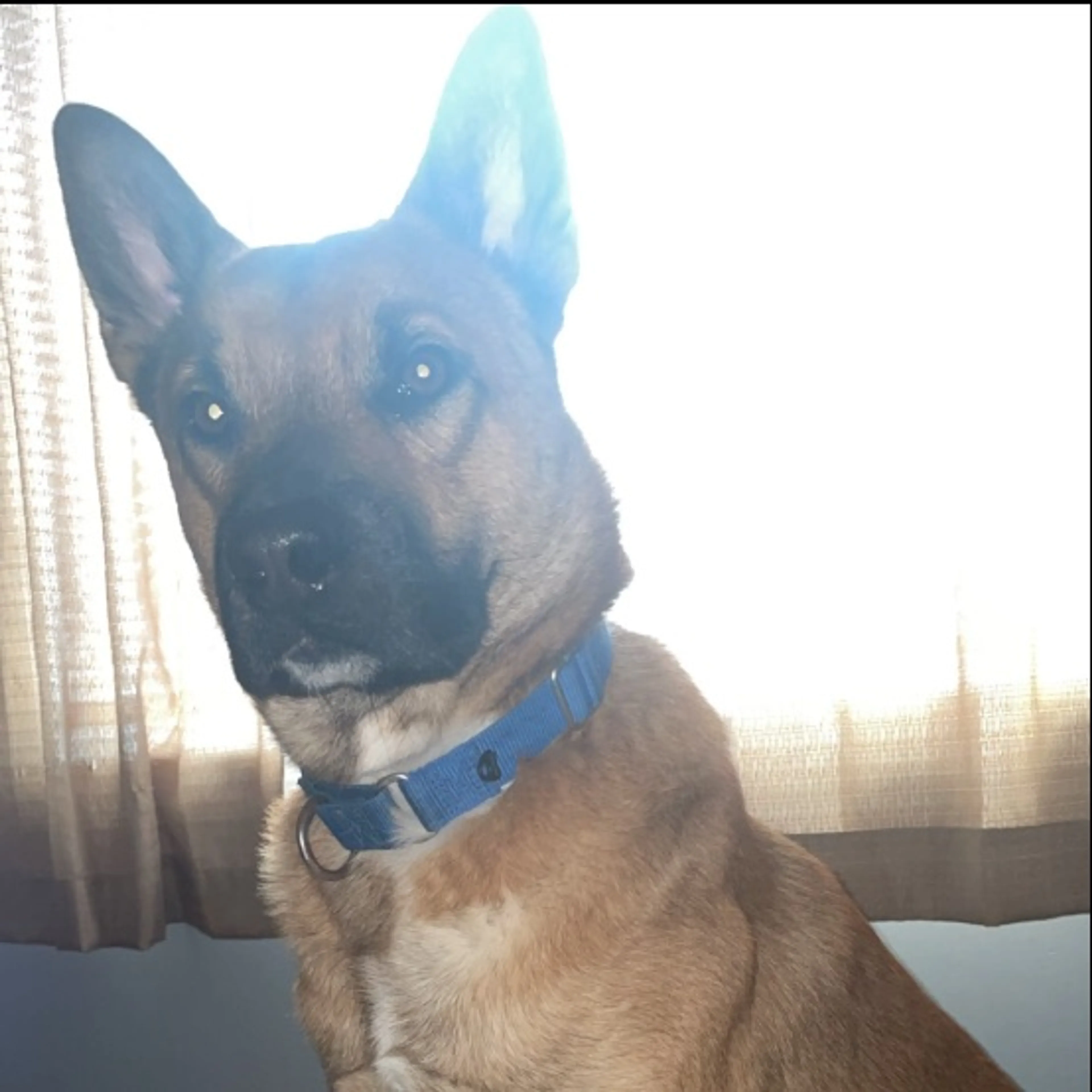 Lost pet-0